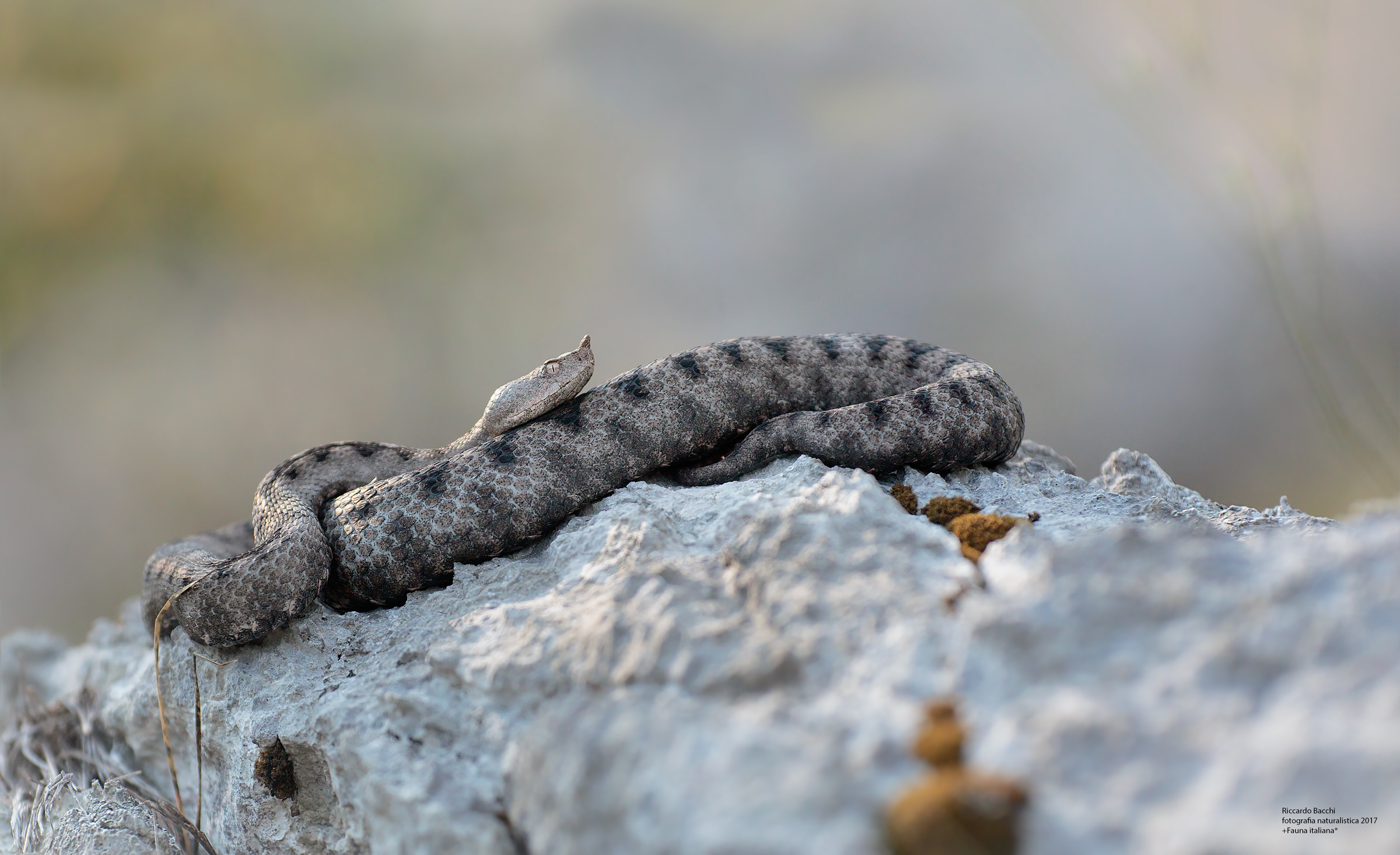 vipera dal Corno & Dolomia