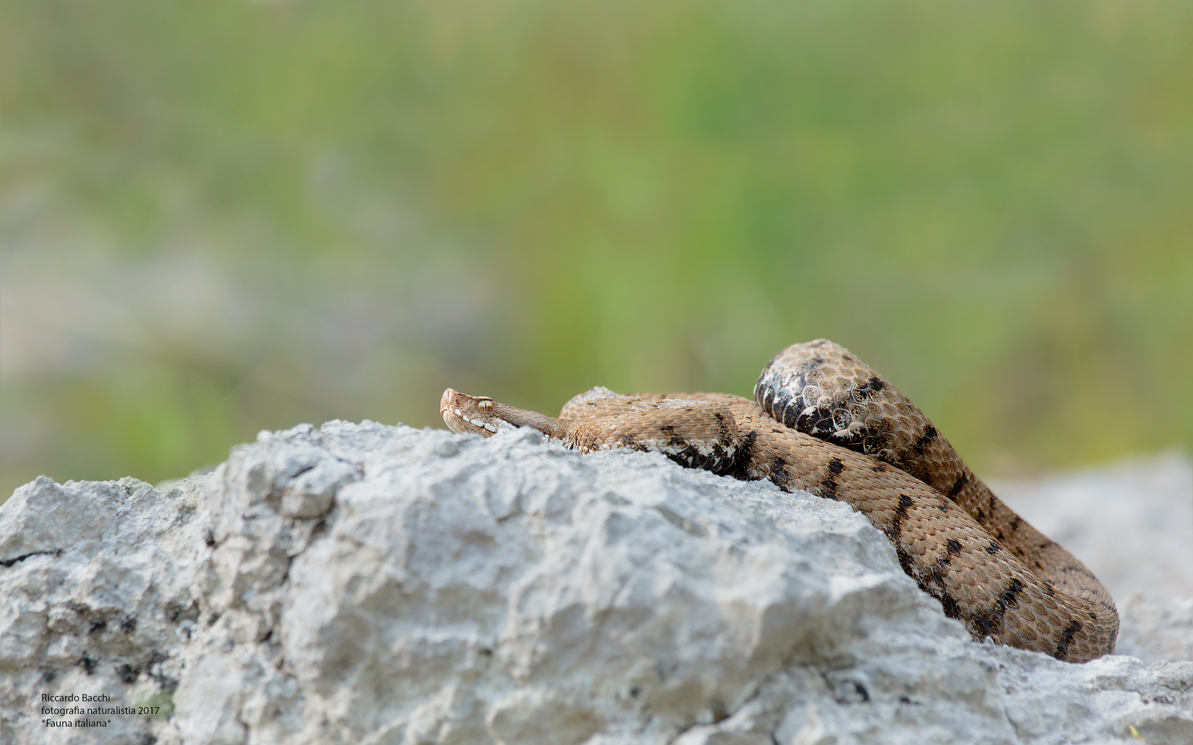 Vipera comune e Dolomia (vipera Aspis)