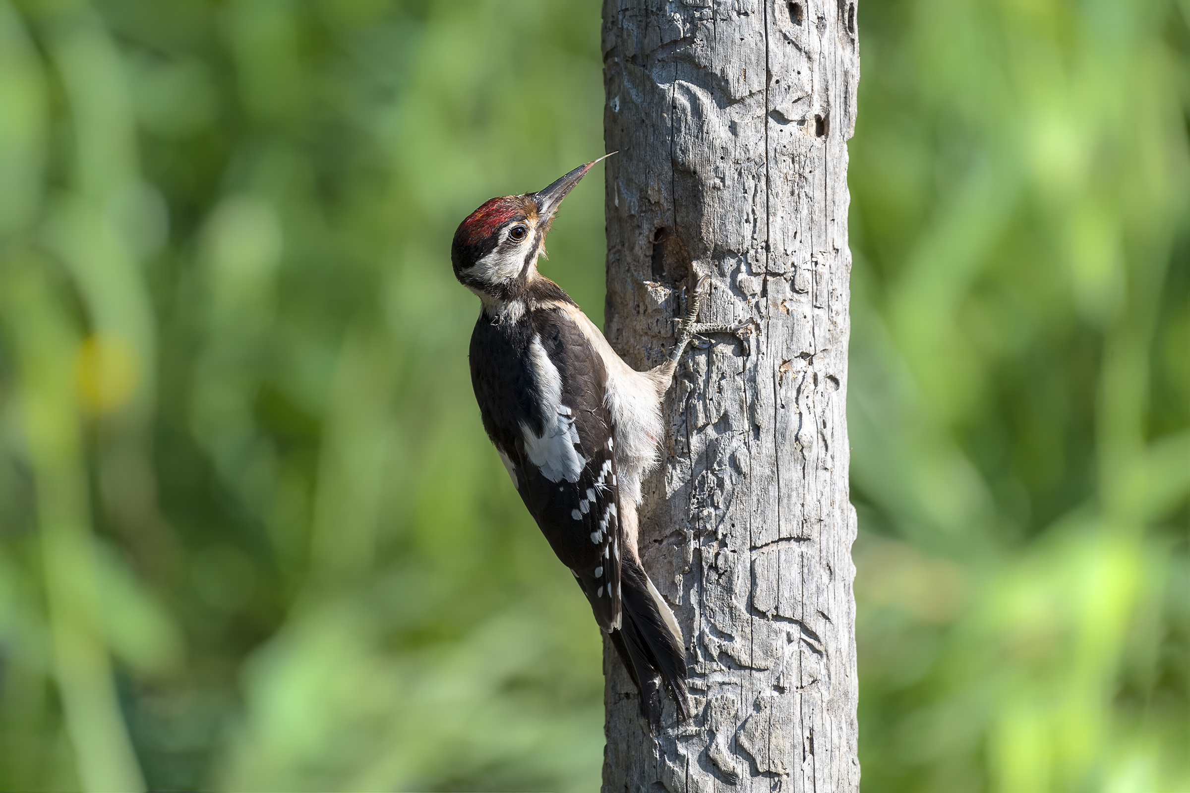 Red woodpecker