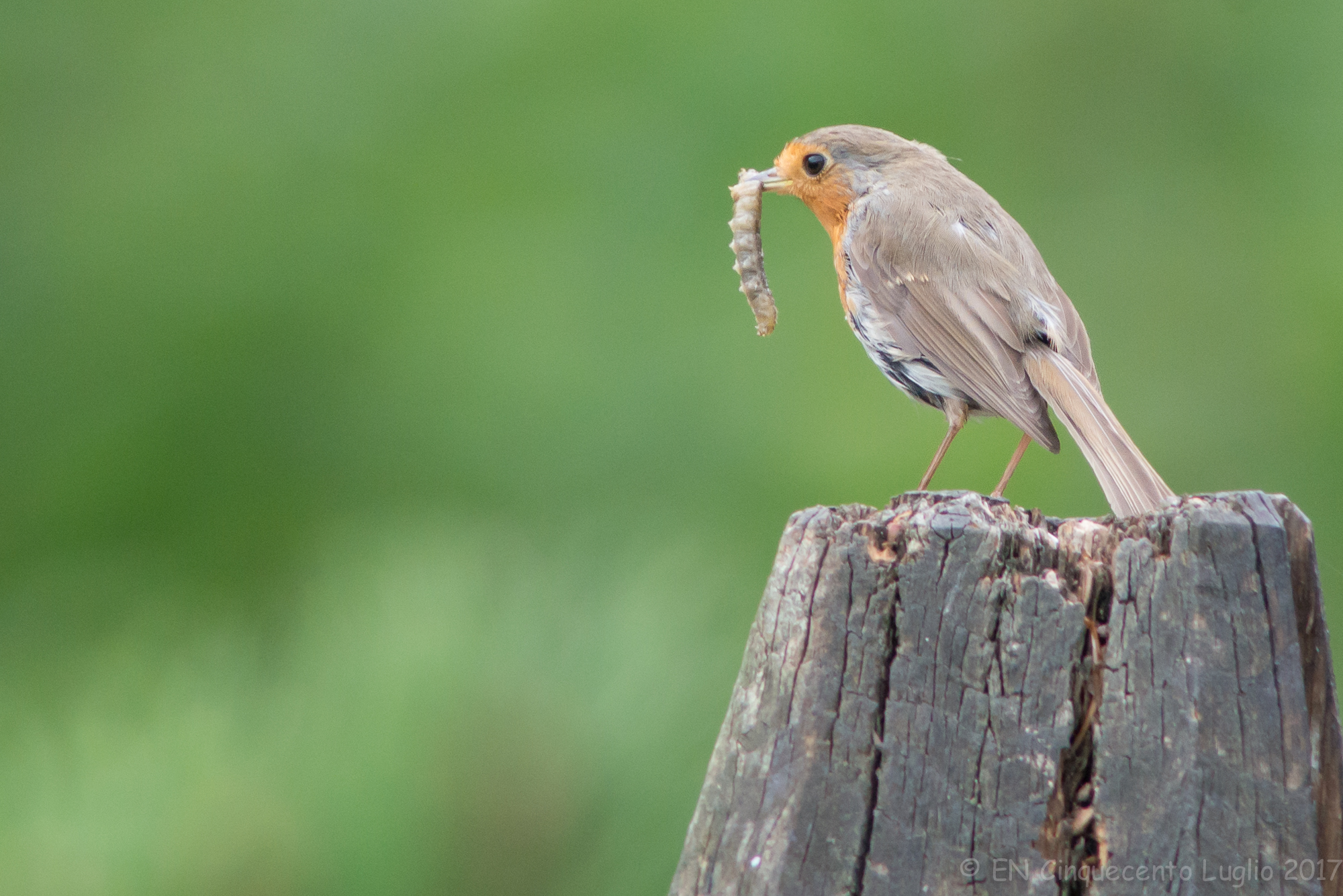 Robin with prey