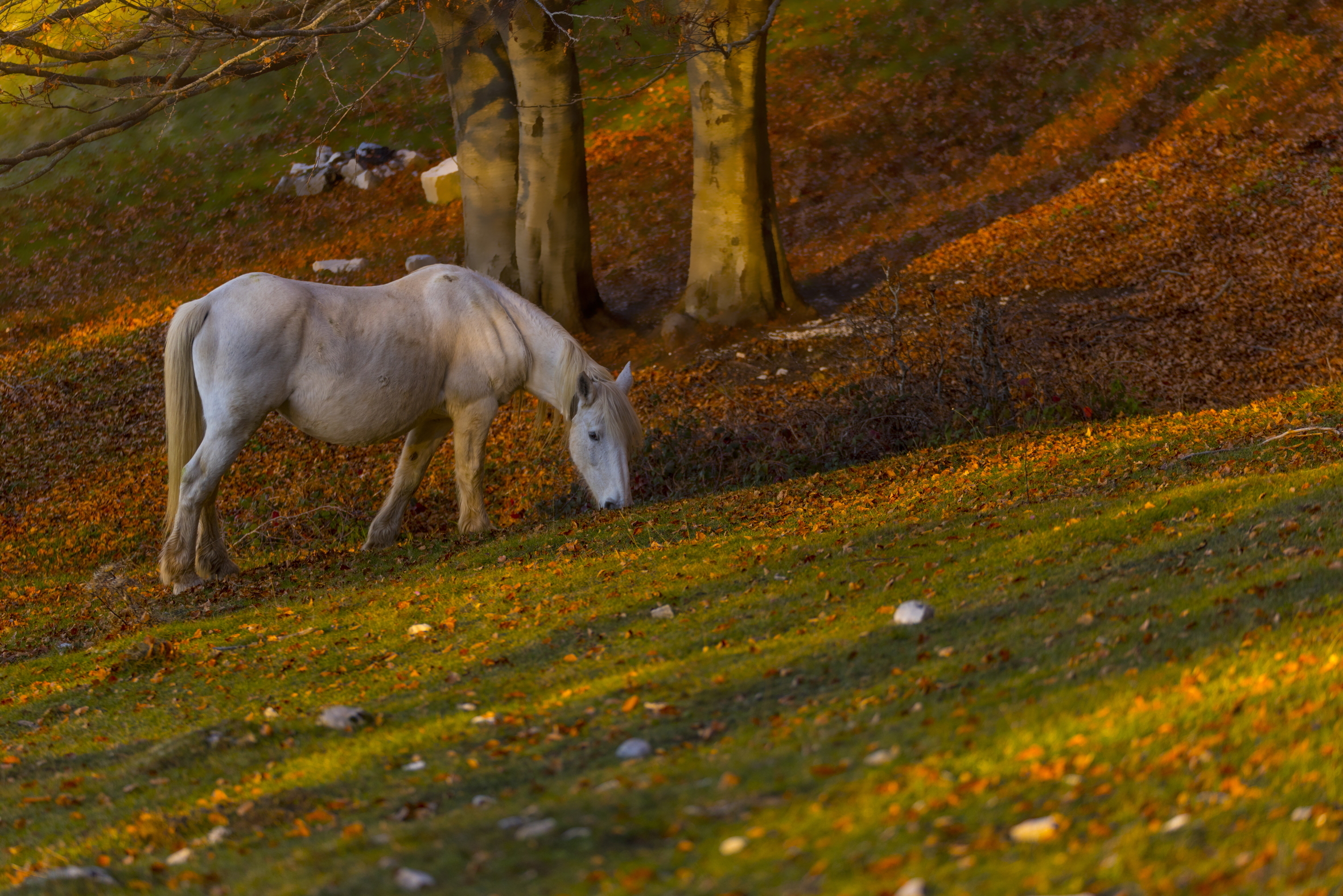 II Versione del Cavallo del Bosco
