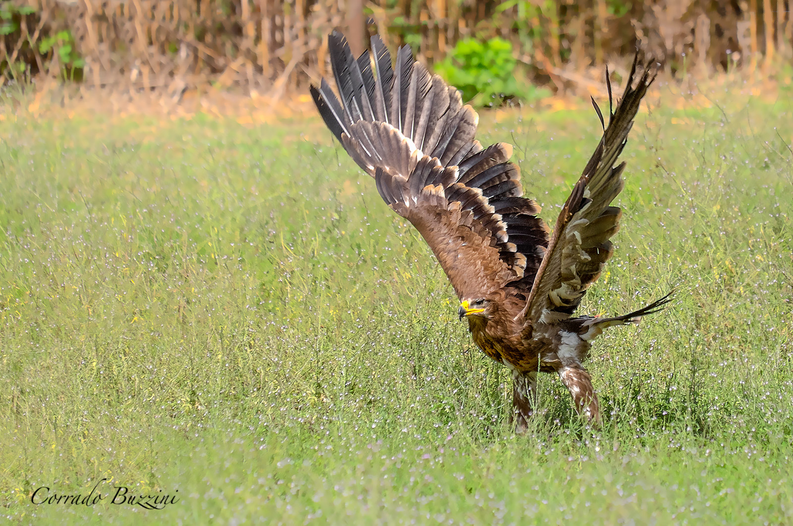 Eagle of the steppes