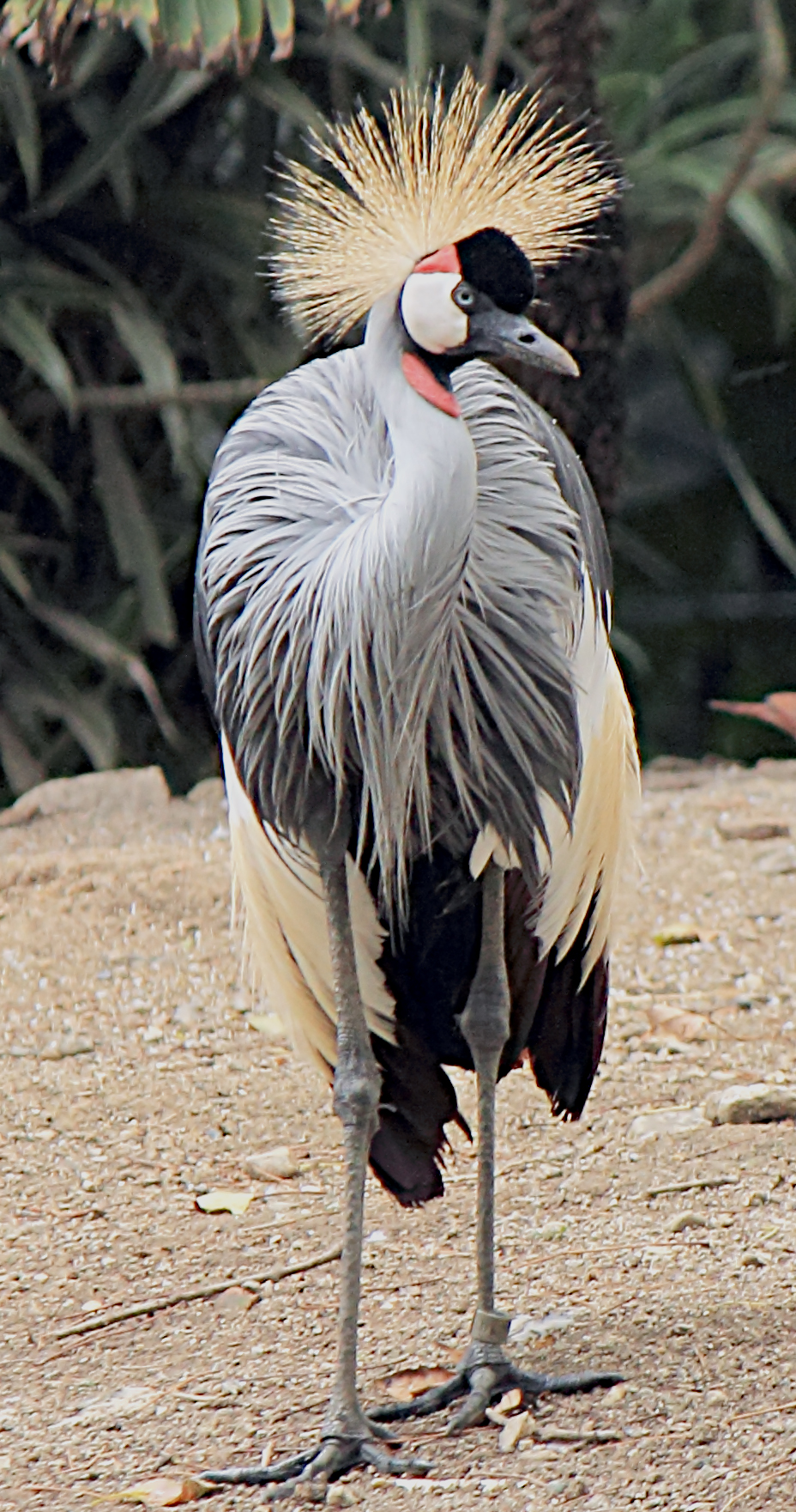 Grey Crowned Crane