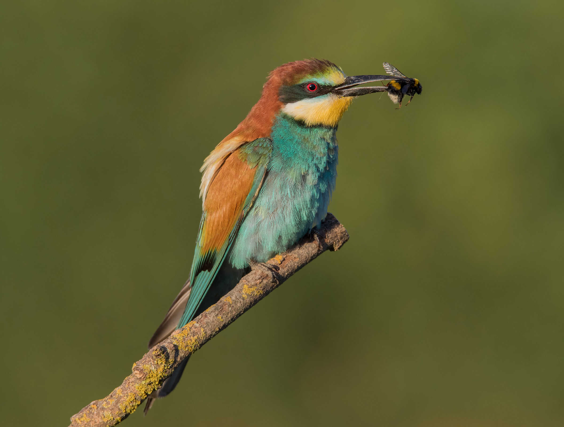 A delicious mouthpiece