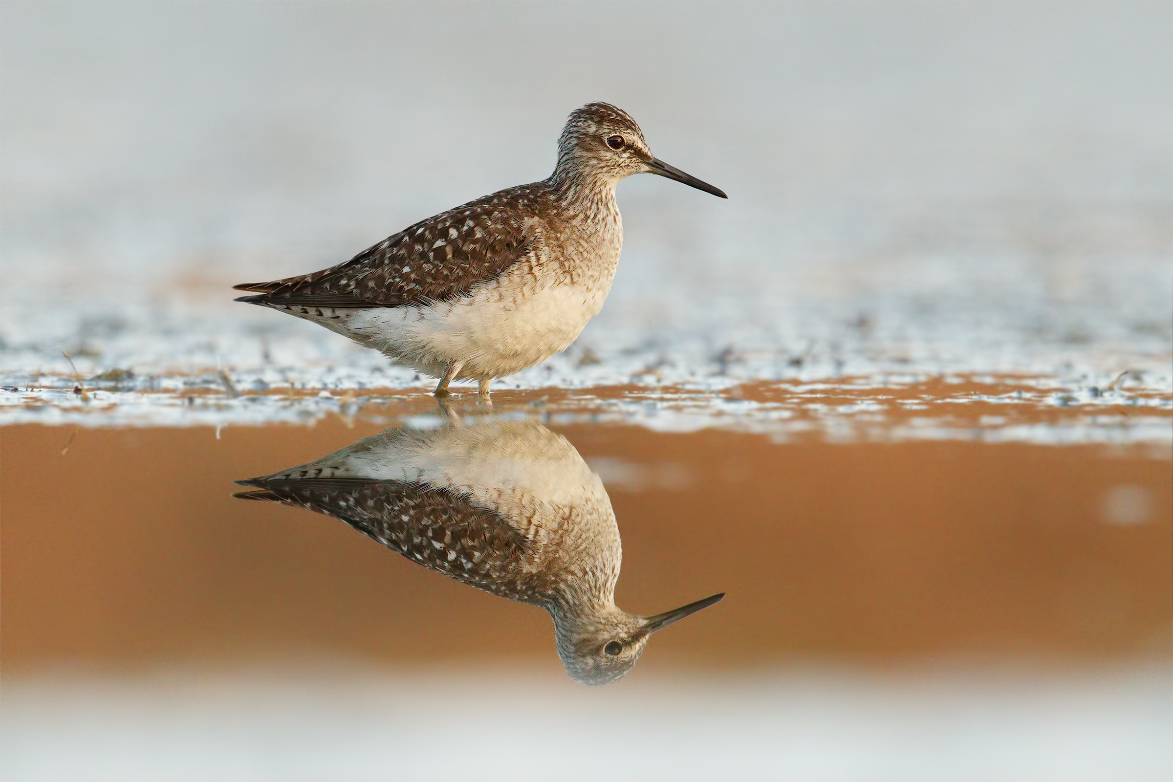 Piro Piro Boschereccio.