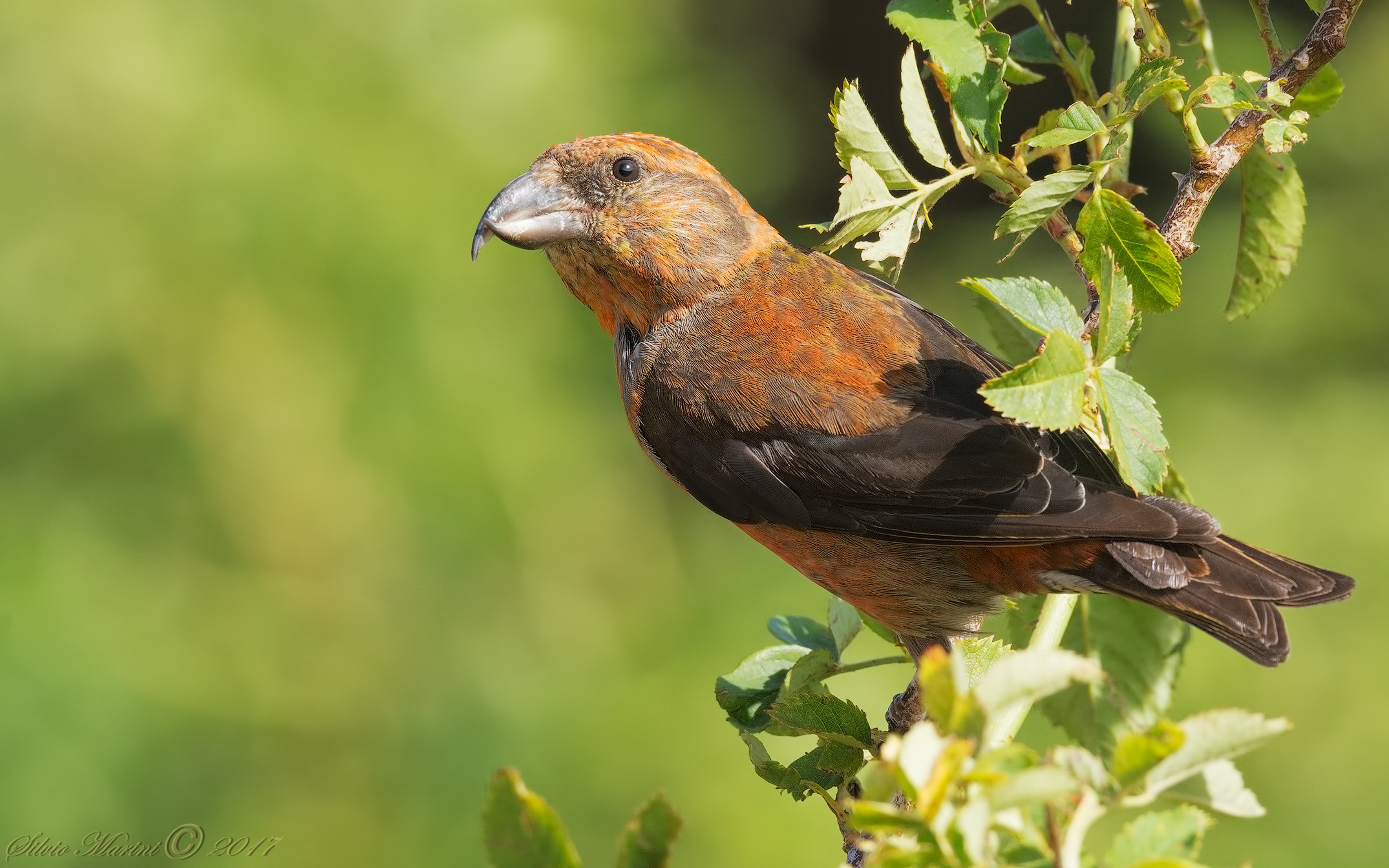 Crociere (Loxia curvirostra)