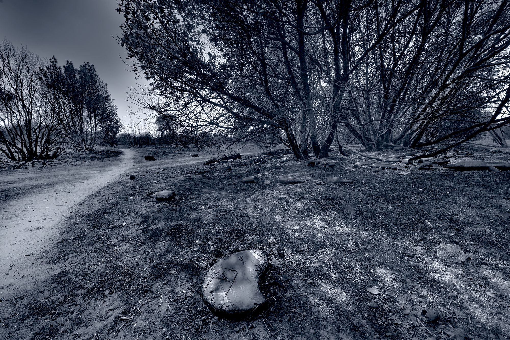 The pine forest after the fire