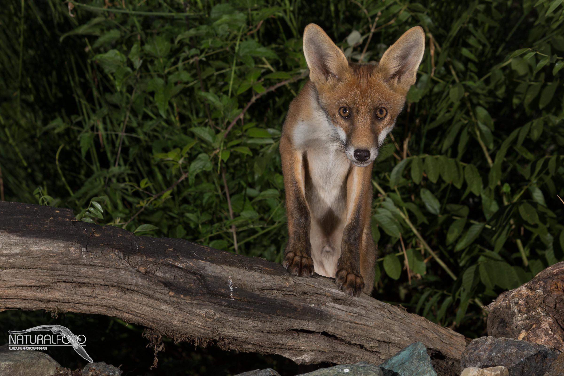 Volpi al capanno - notte