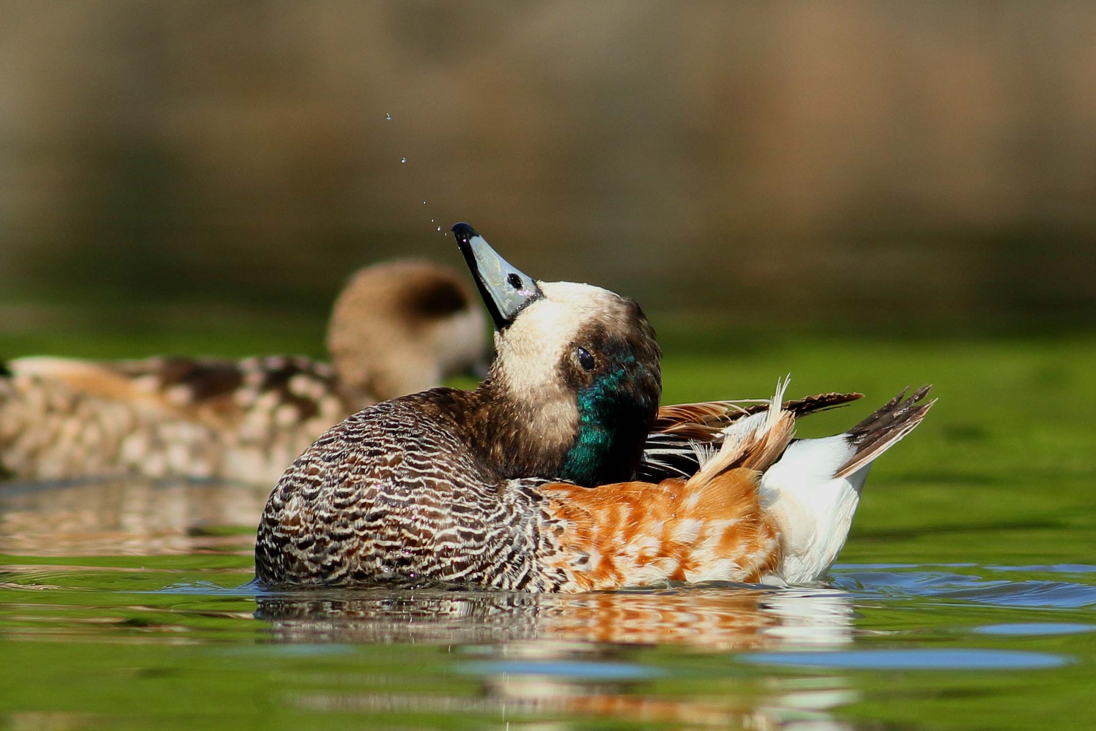 Storks and Anatidis of Racconigi