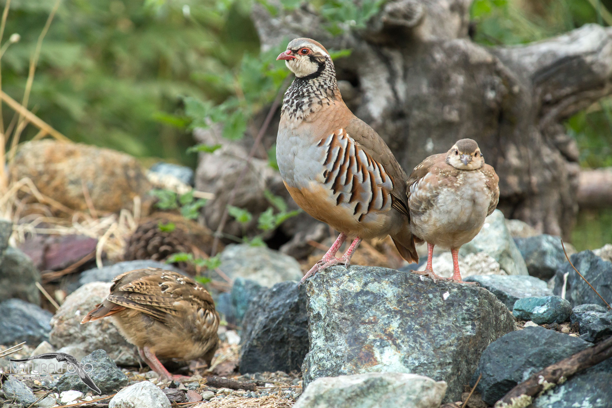 Pernice rossa con prole