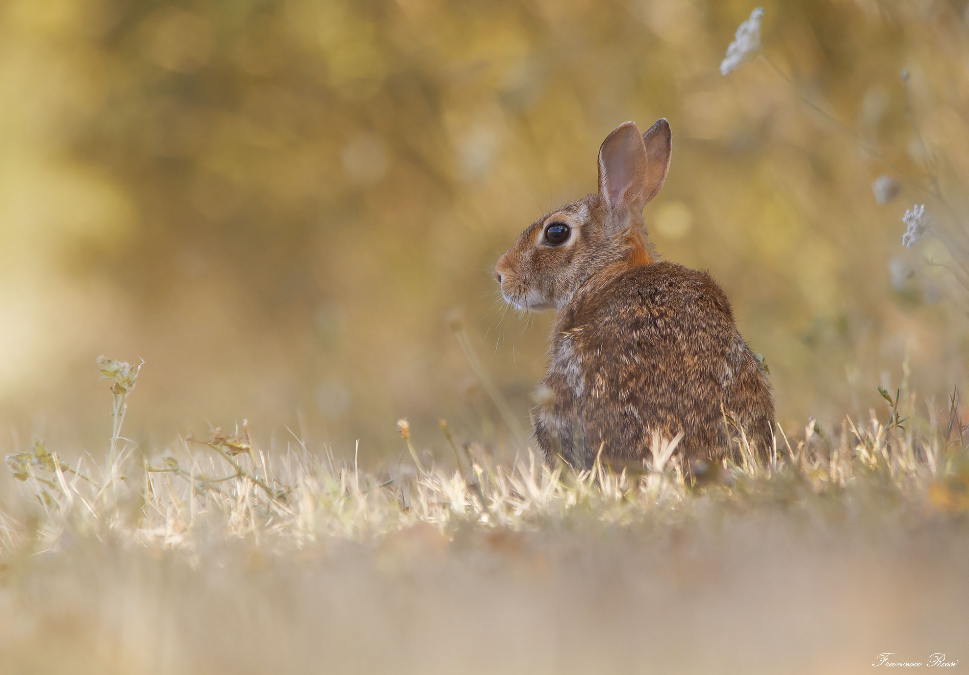 Eastern Cottontail