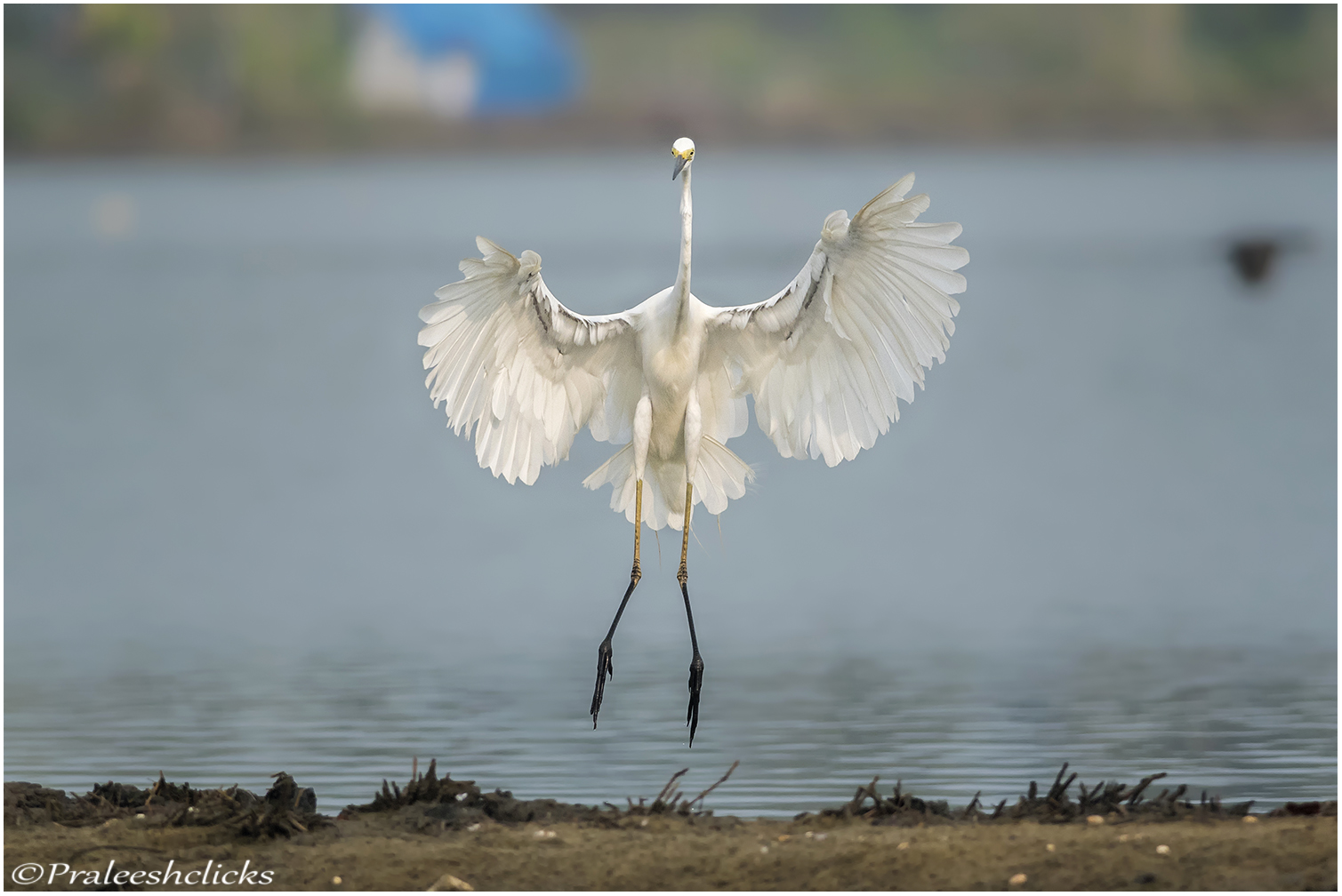 Great Egret