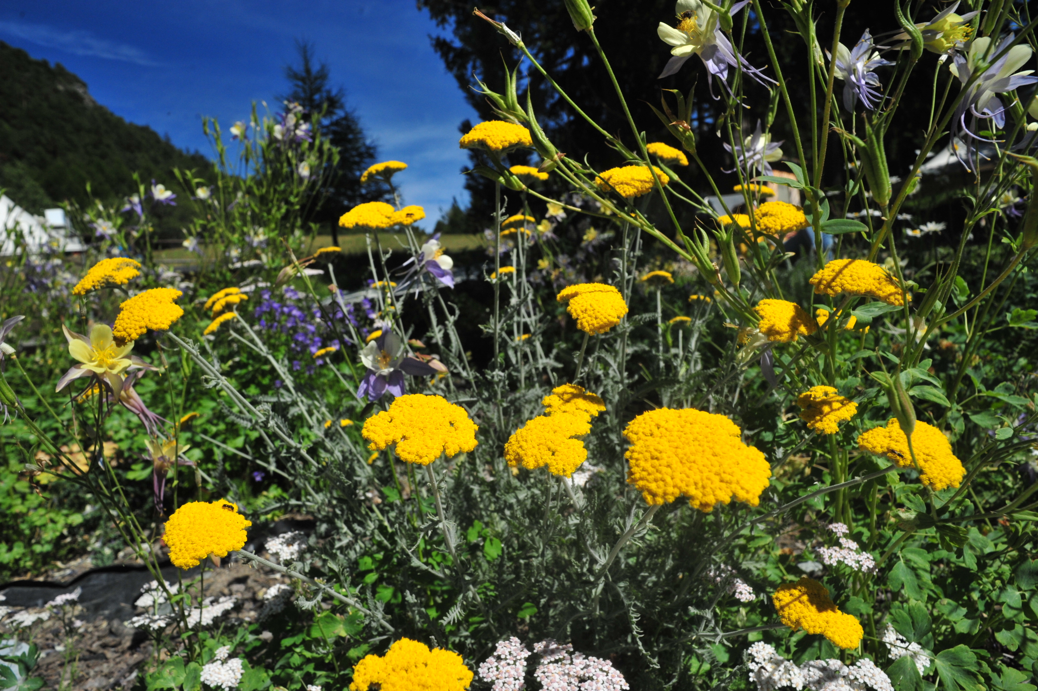 Suddenly in the meadow