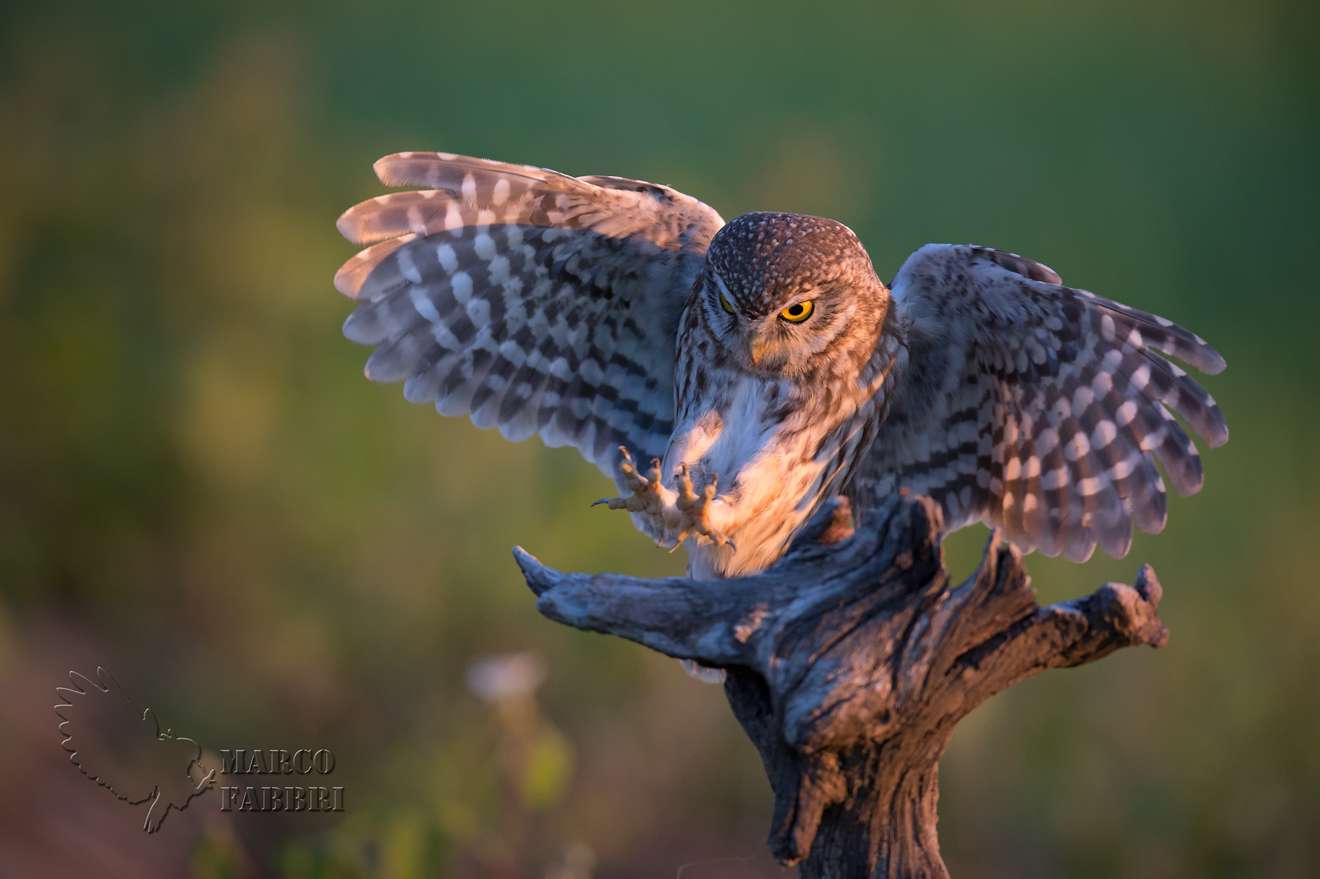 The owl's mornings arrived