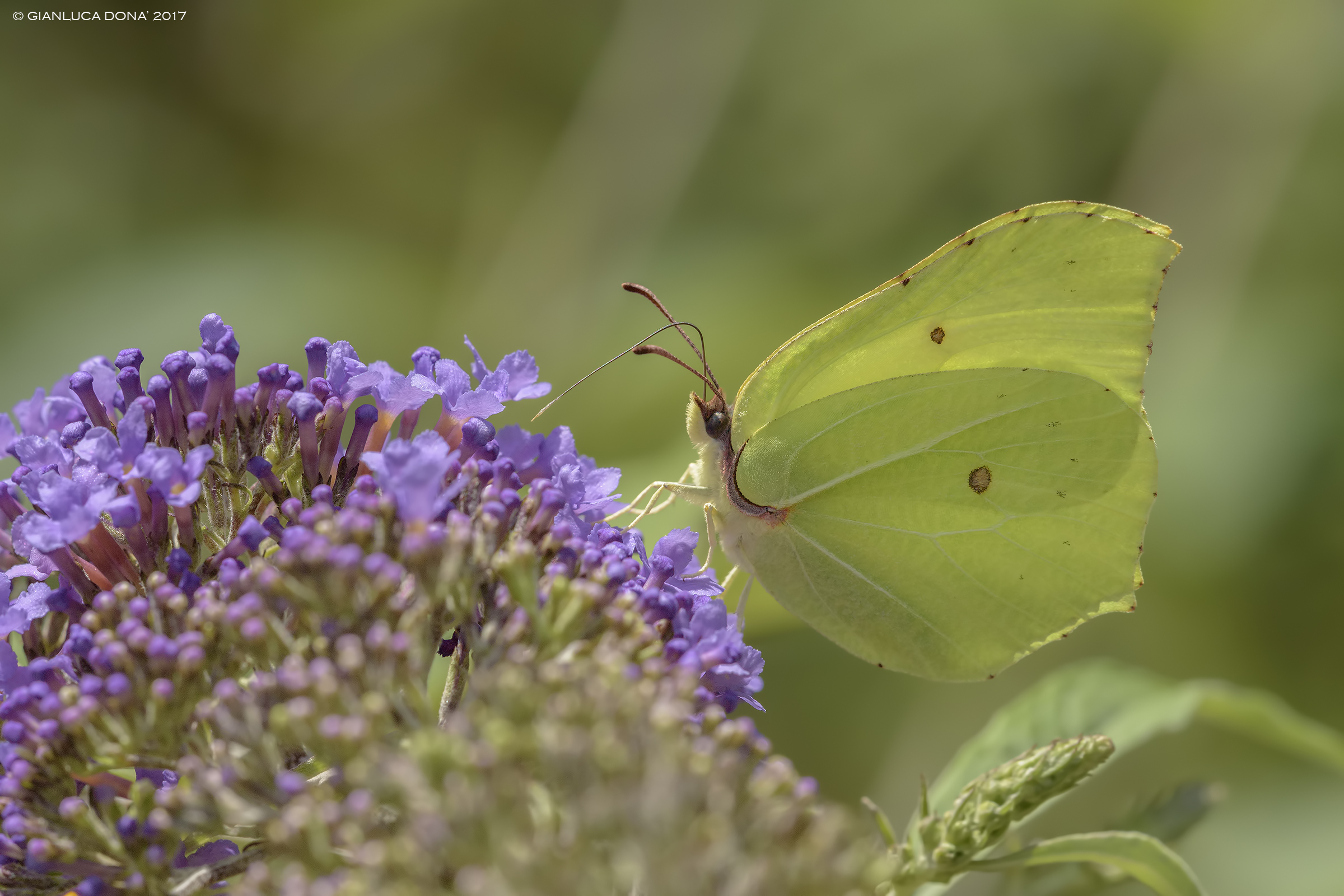 Gonepteryx rhamni L. 1758