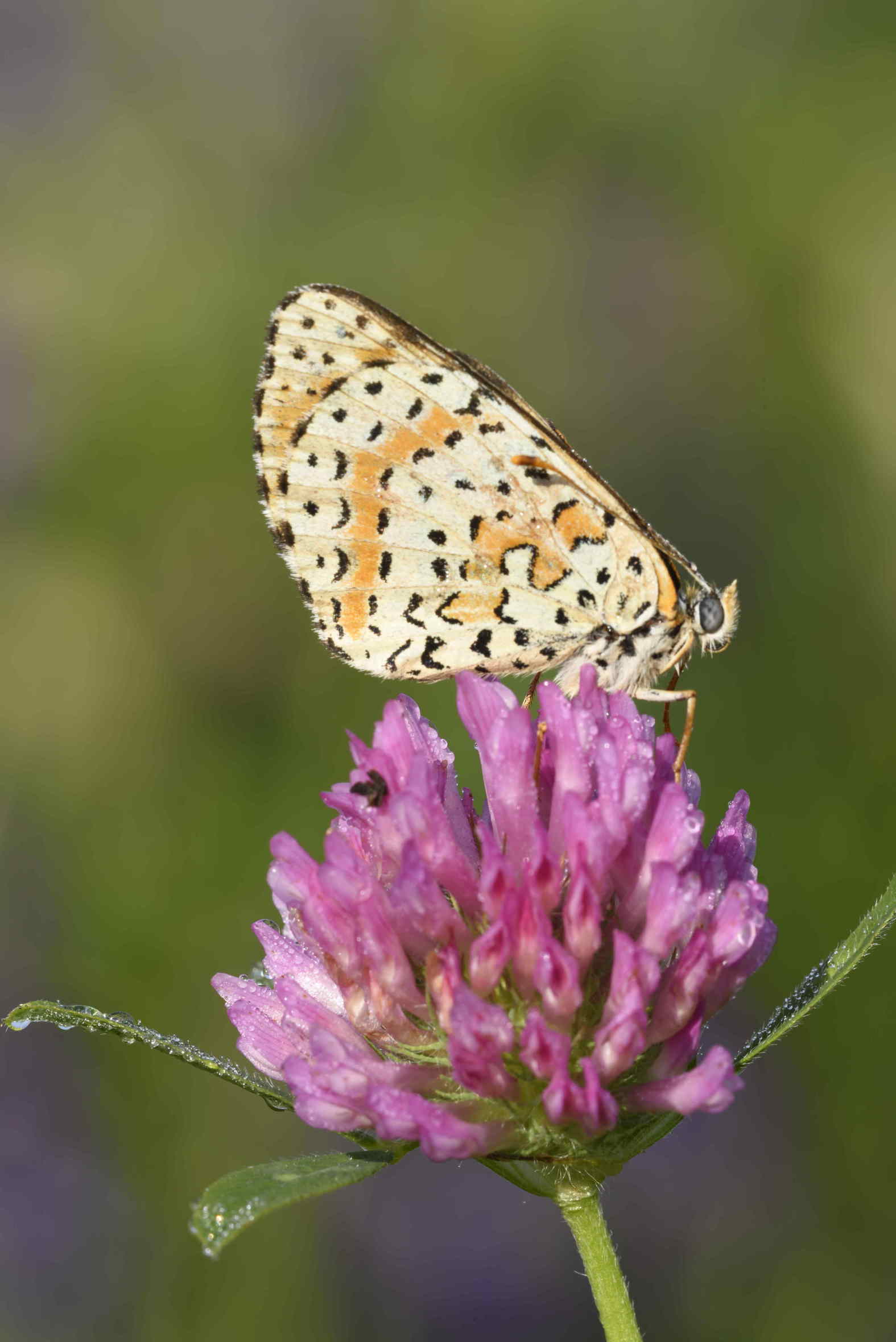 Melitaea Didyma
