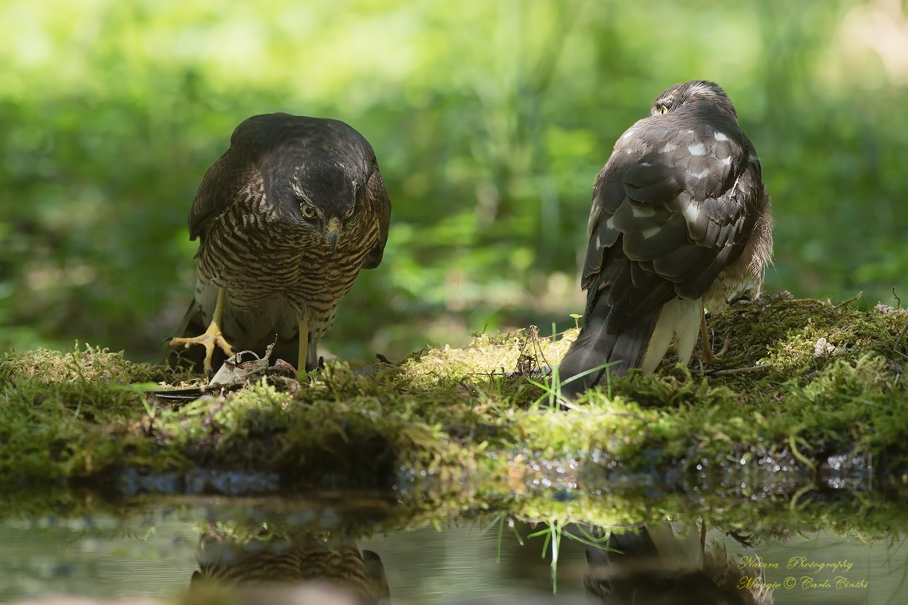 Couple of Young Sparrows "40 Days"