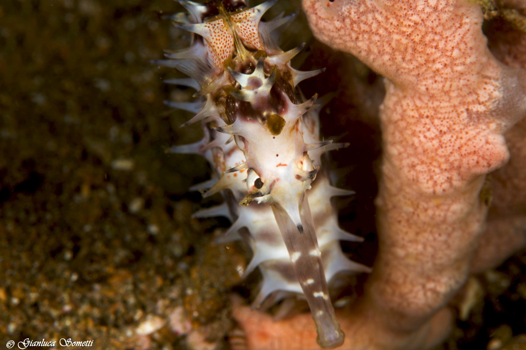 Anilao - philippine - seahorse