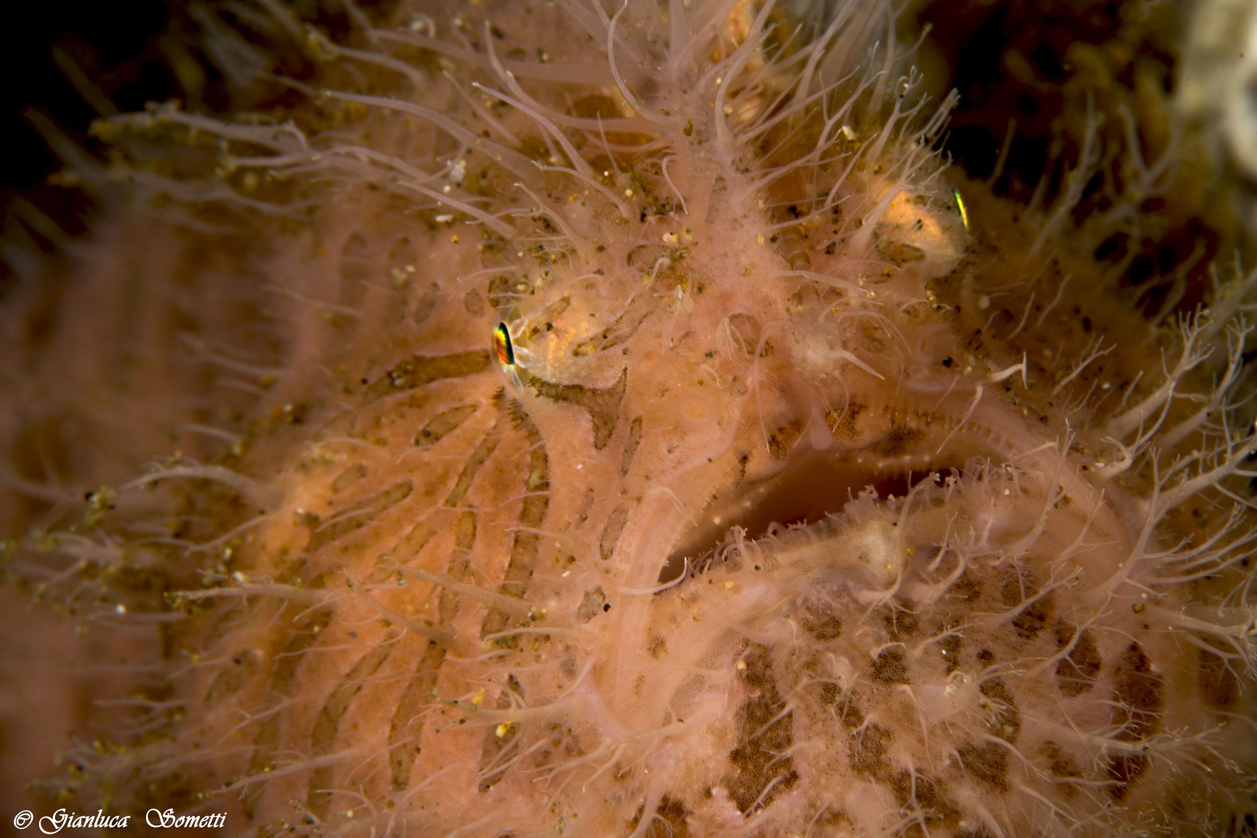 hairy frog fish portrait