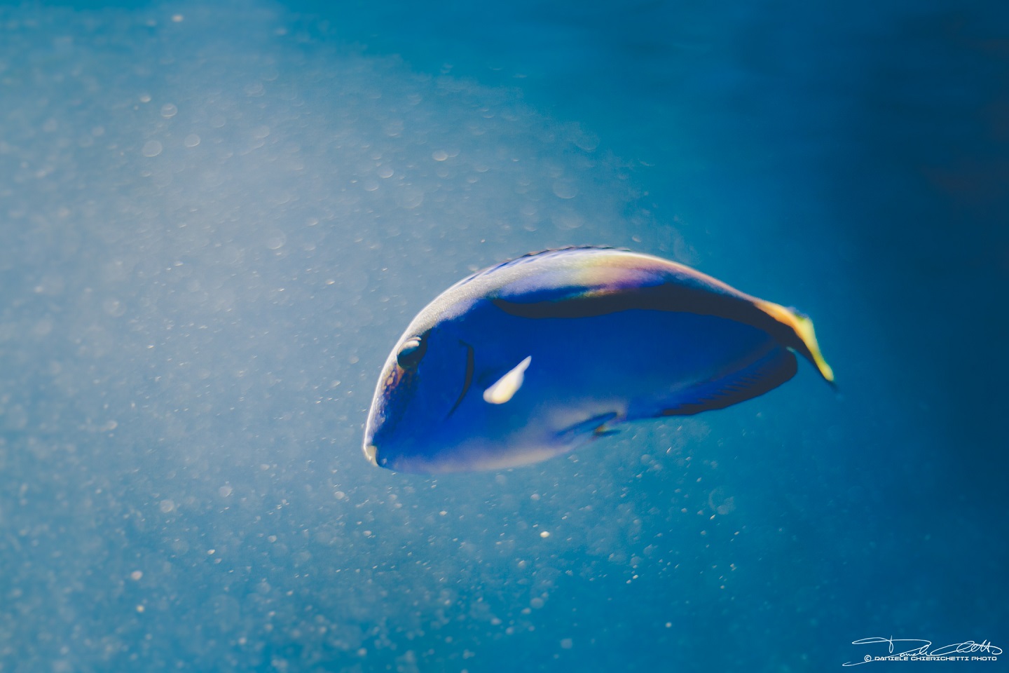 Alla ricerca di Dory?