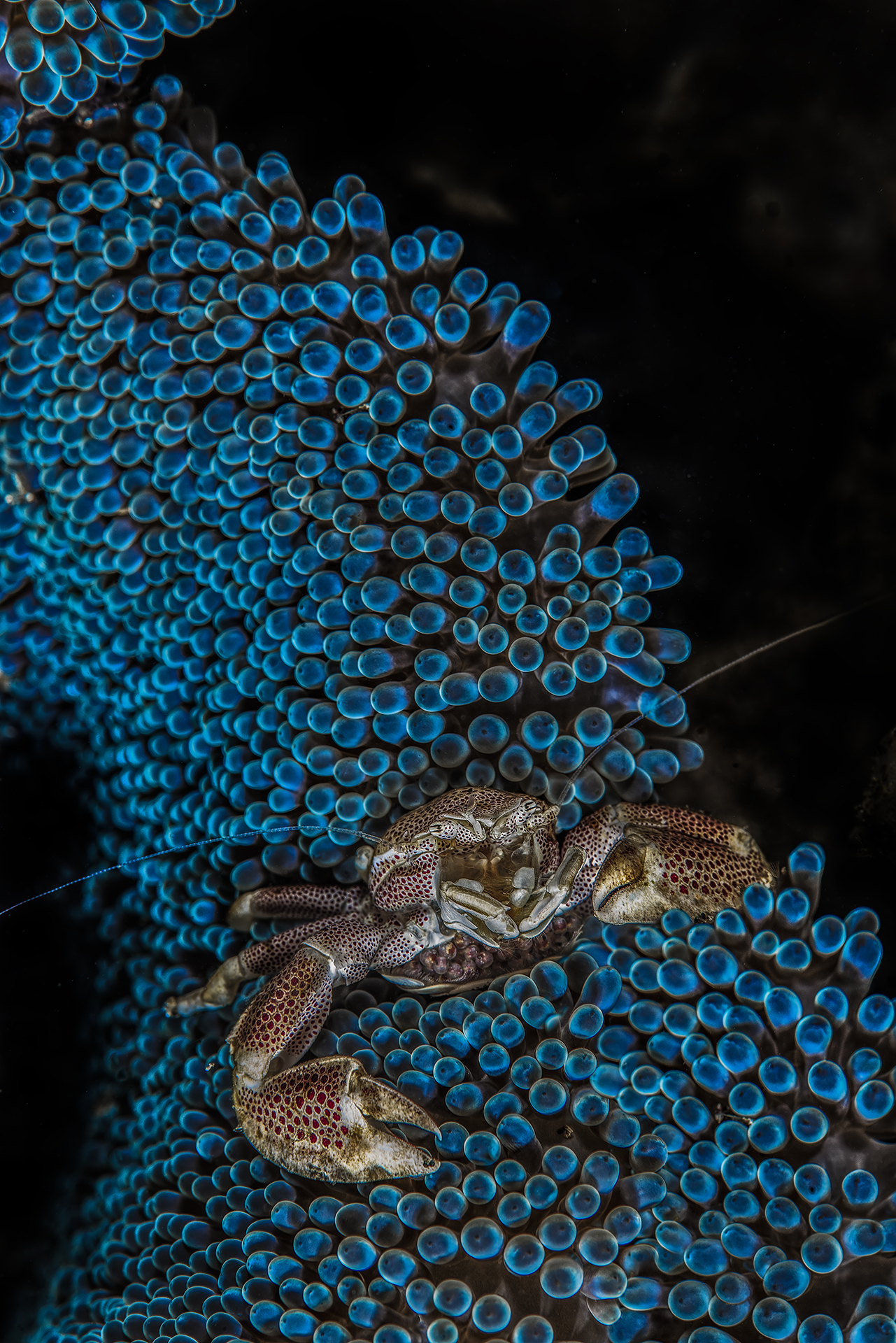 The thousand blue bubbles