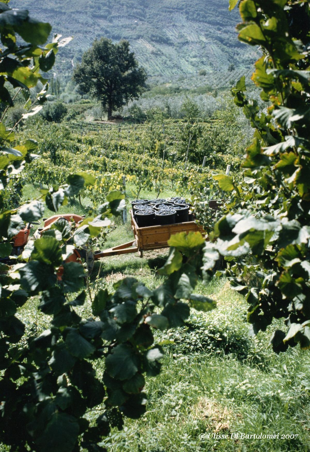 Harvesting in the green