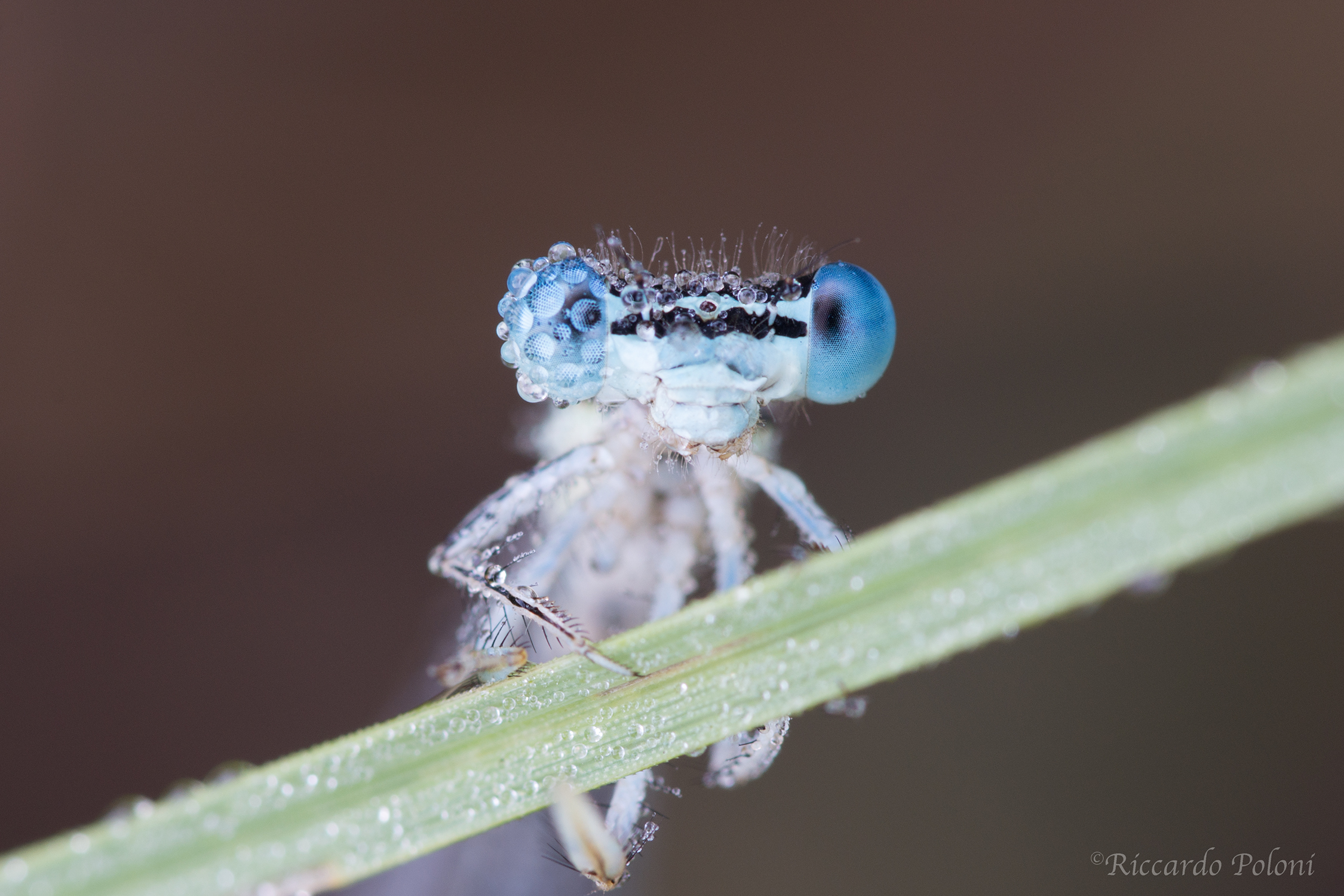 My eyes are the mirror ... of the eyes!