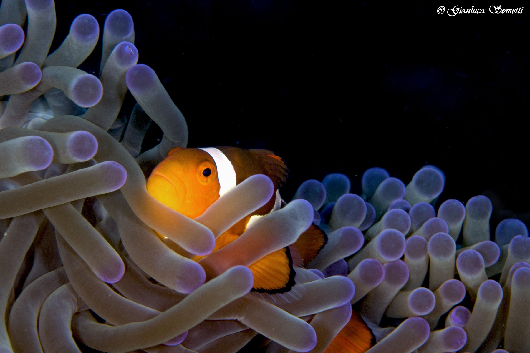 Relax su un letto di anemoni