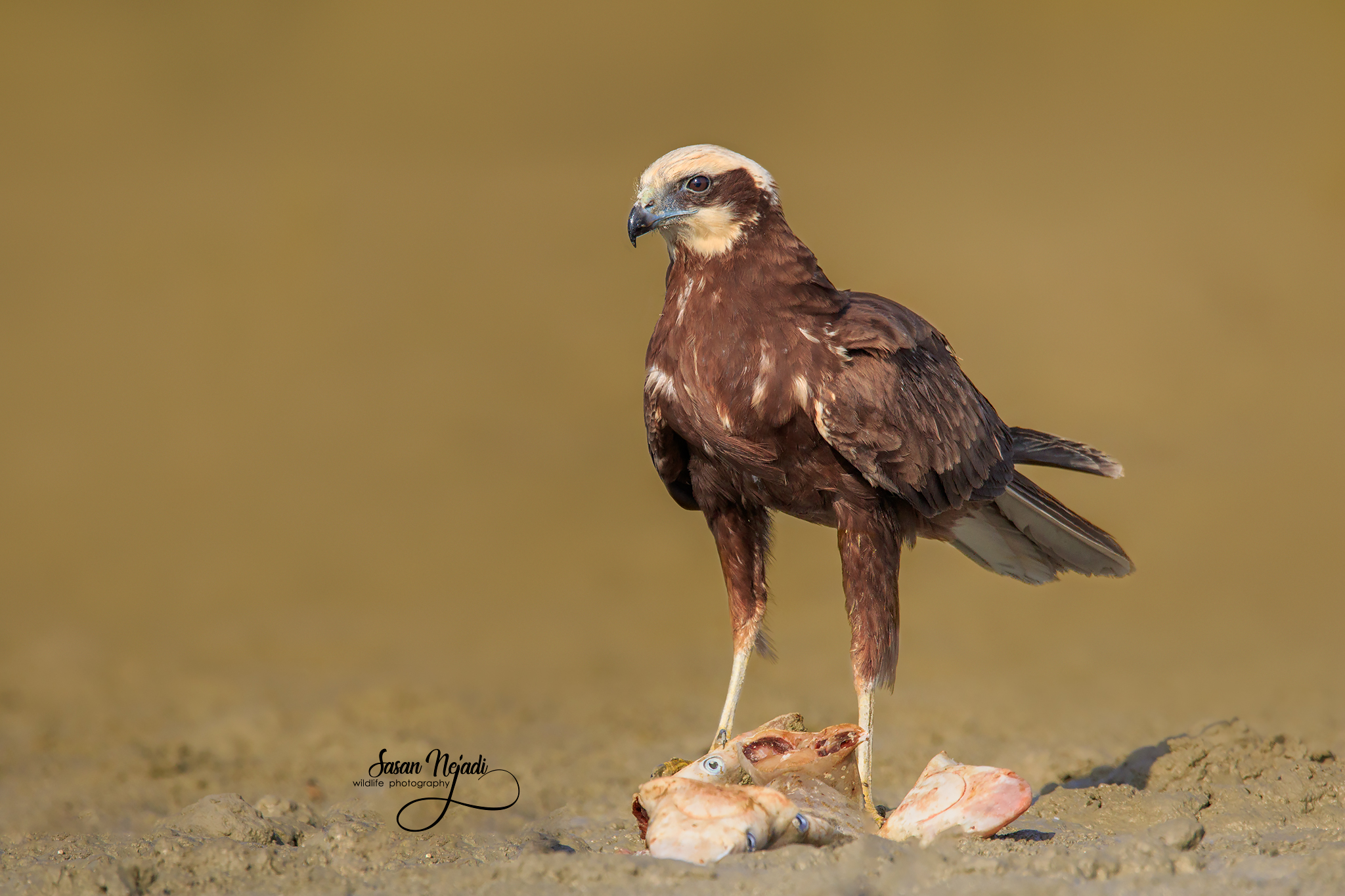 Marsh harrier