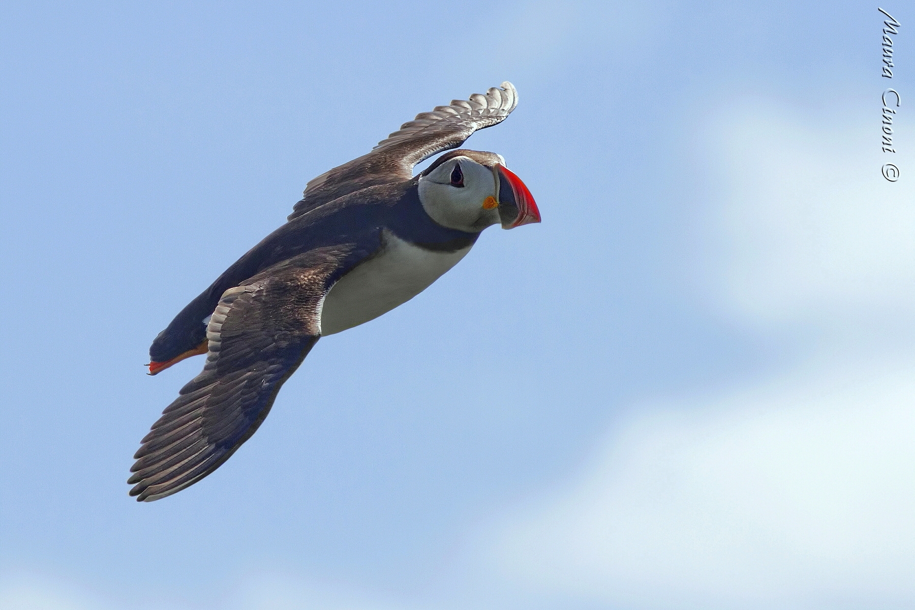 Puffin