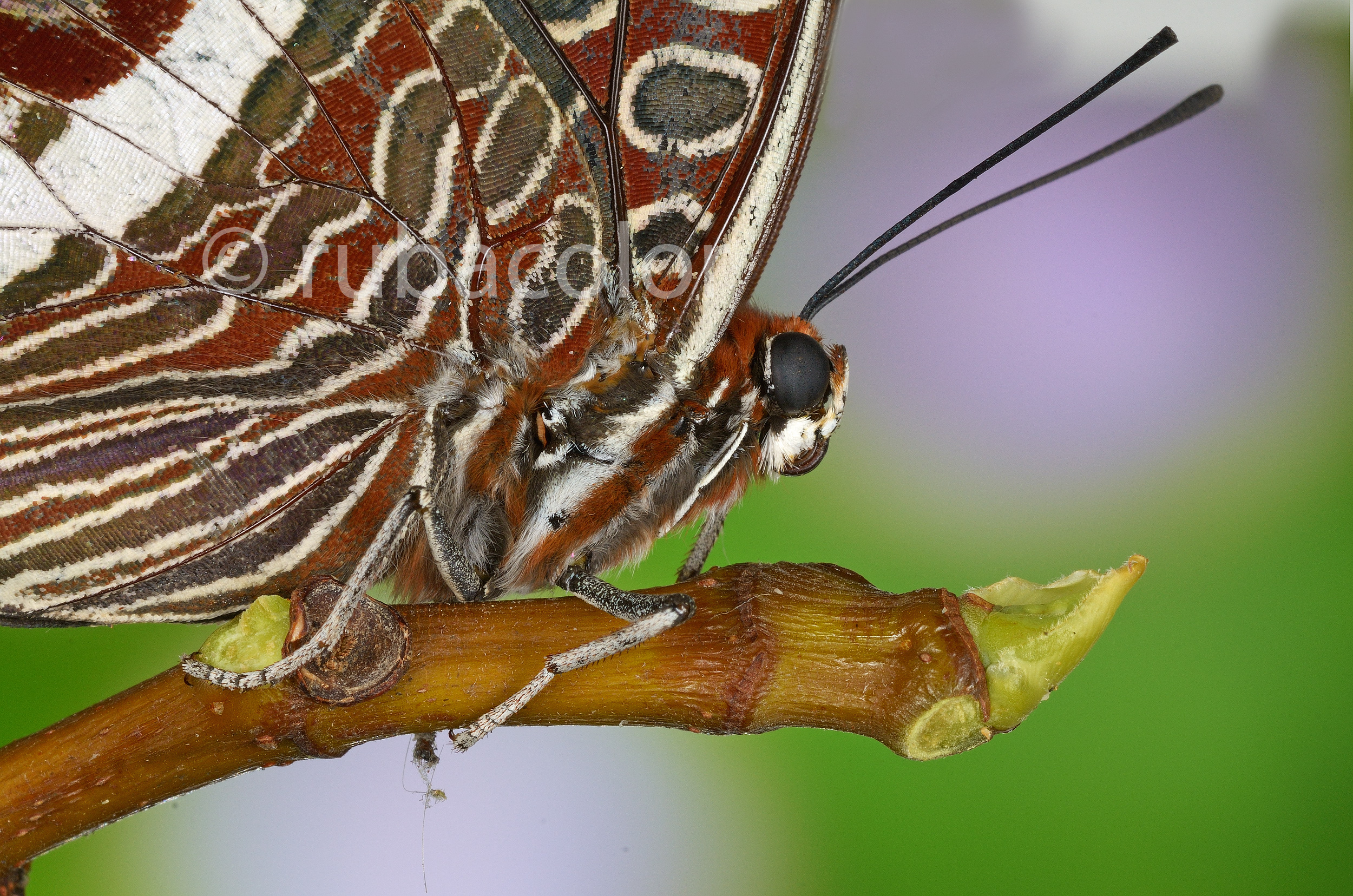 Behind the Charaxes