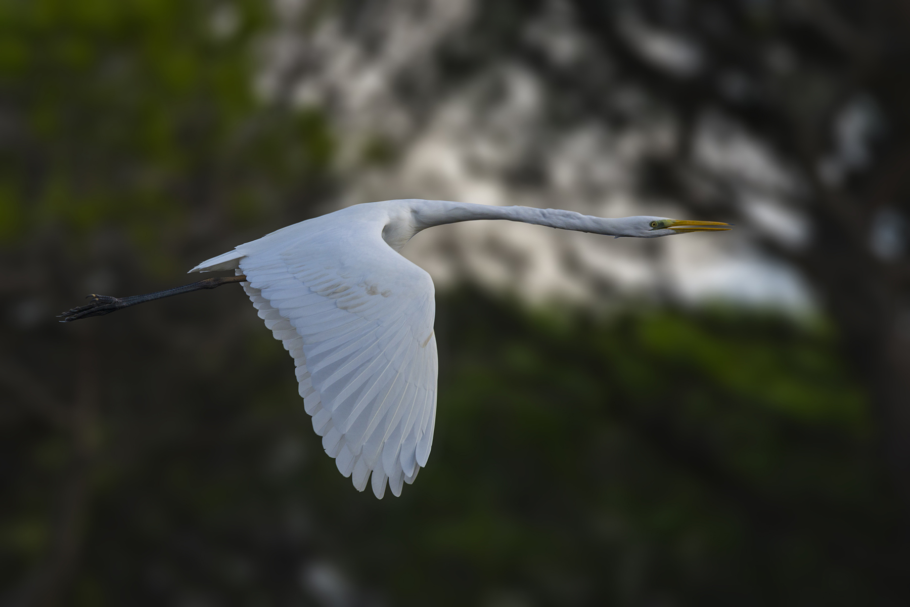 White Heron