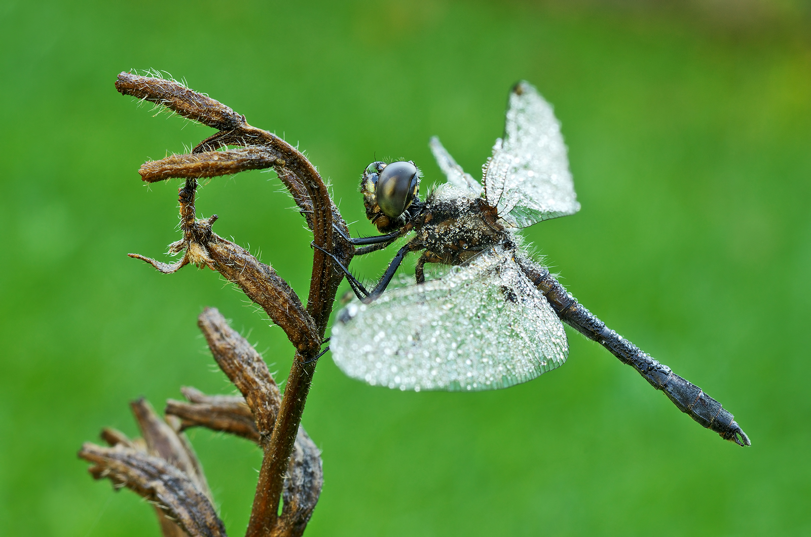 Sympetrum danae