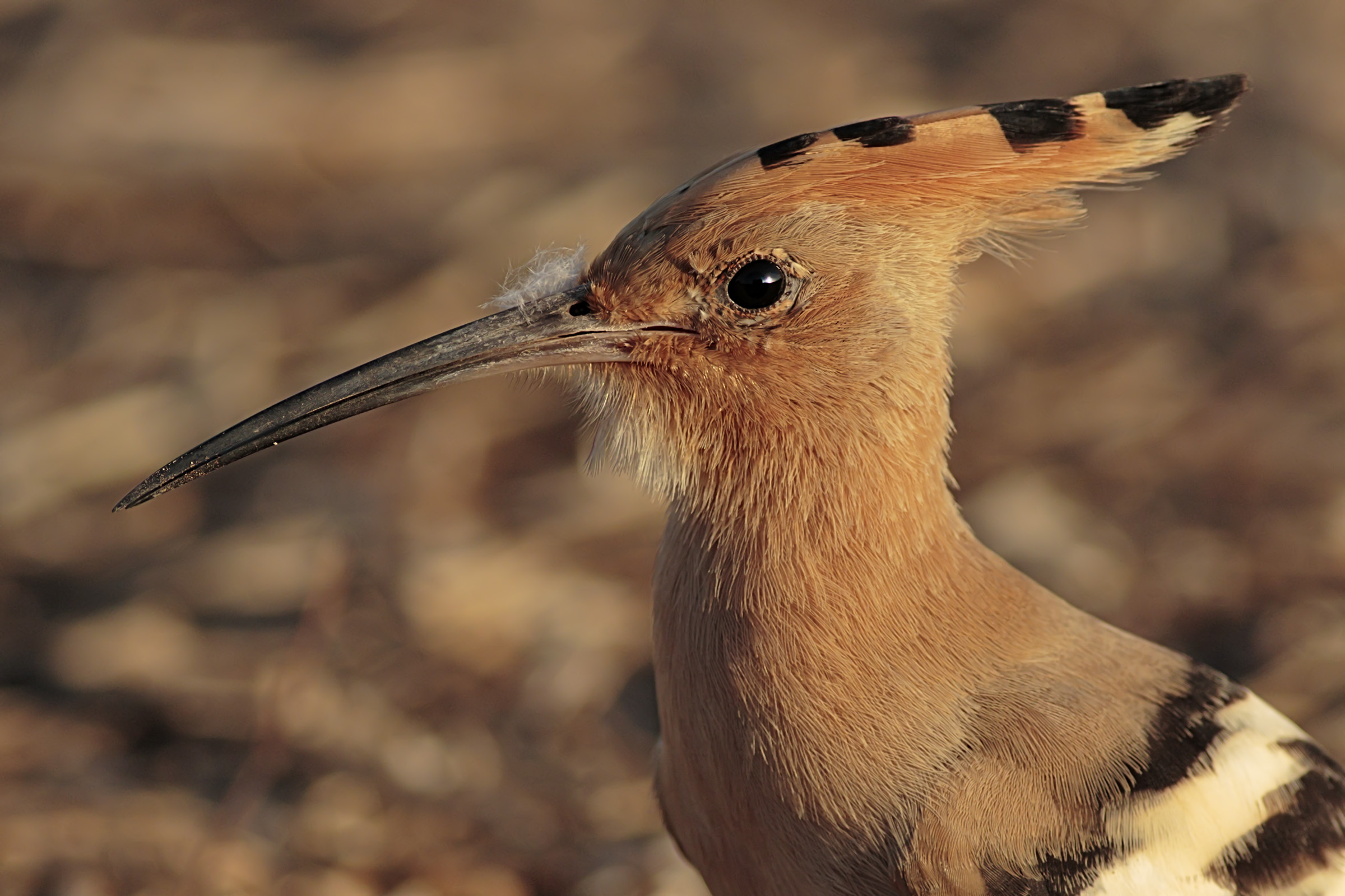 Hoopoe