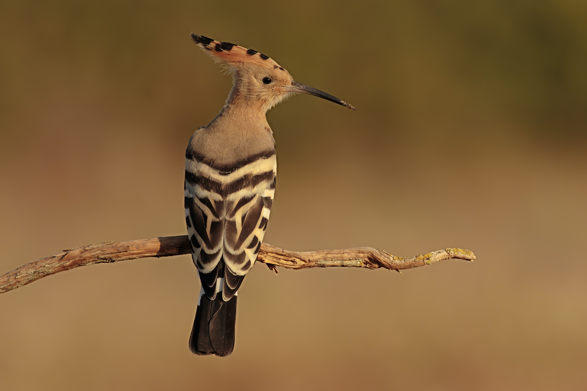 Hoopoe