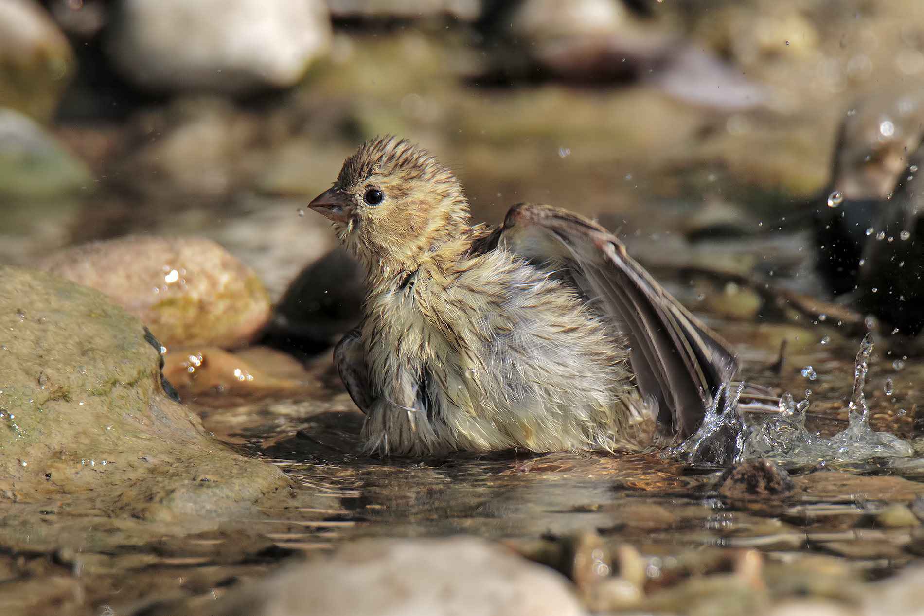 The little Verzellino's bath
