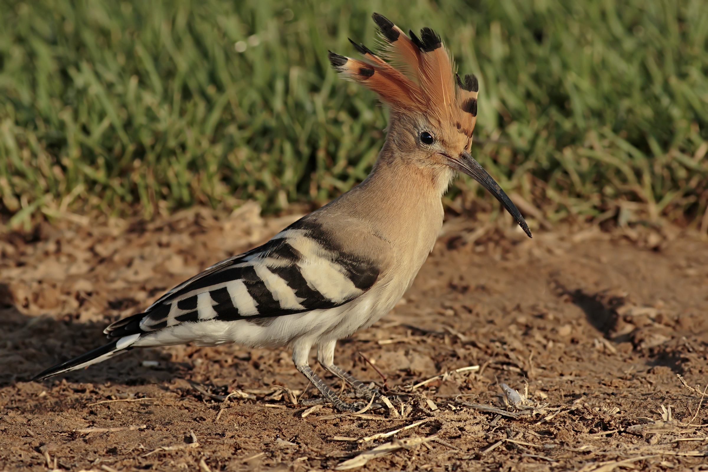 Hoopoe