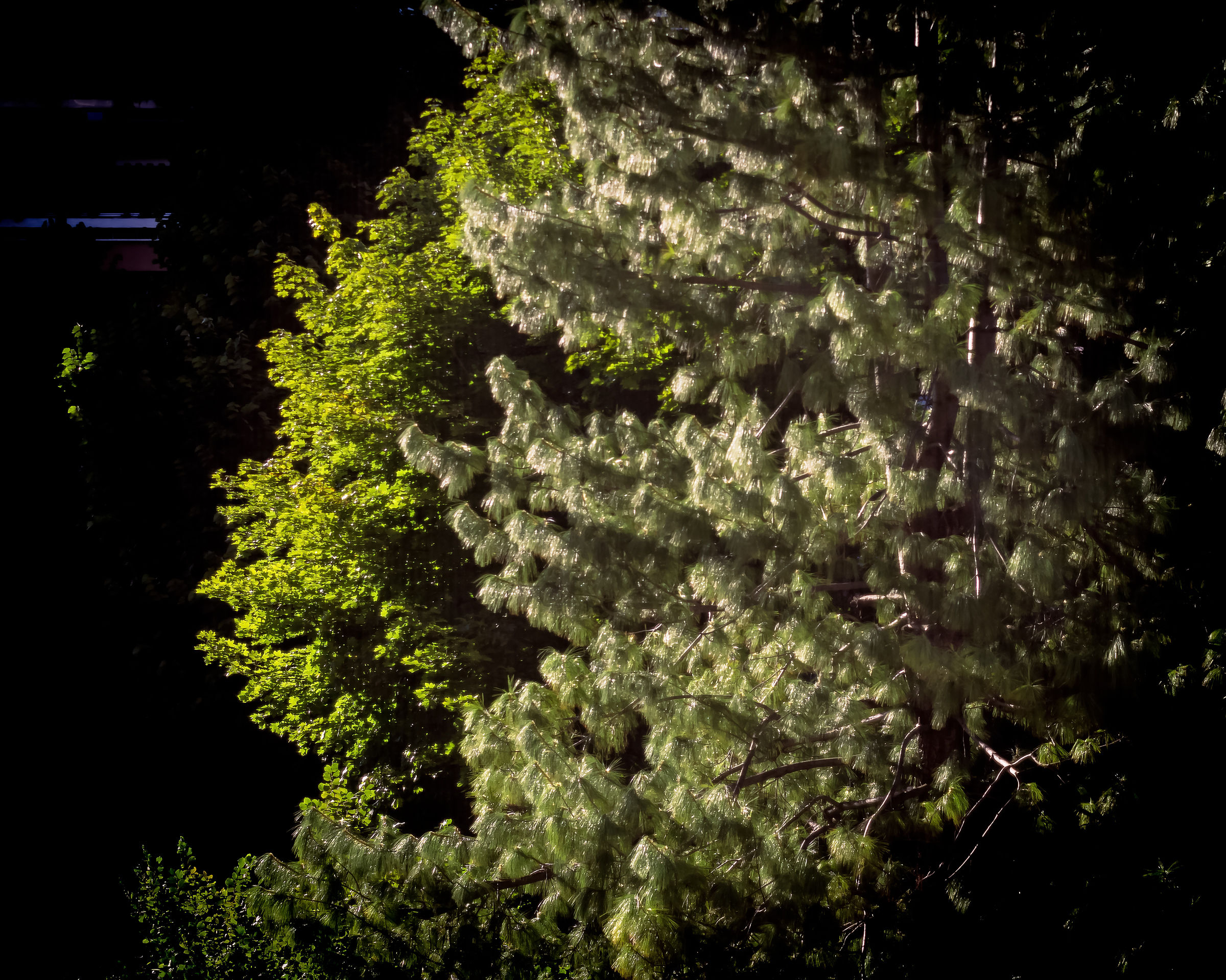 Contrast dance on leaves at sunset