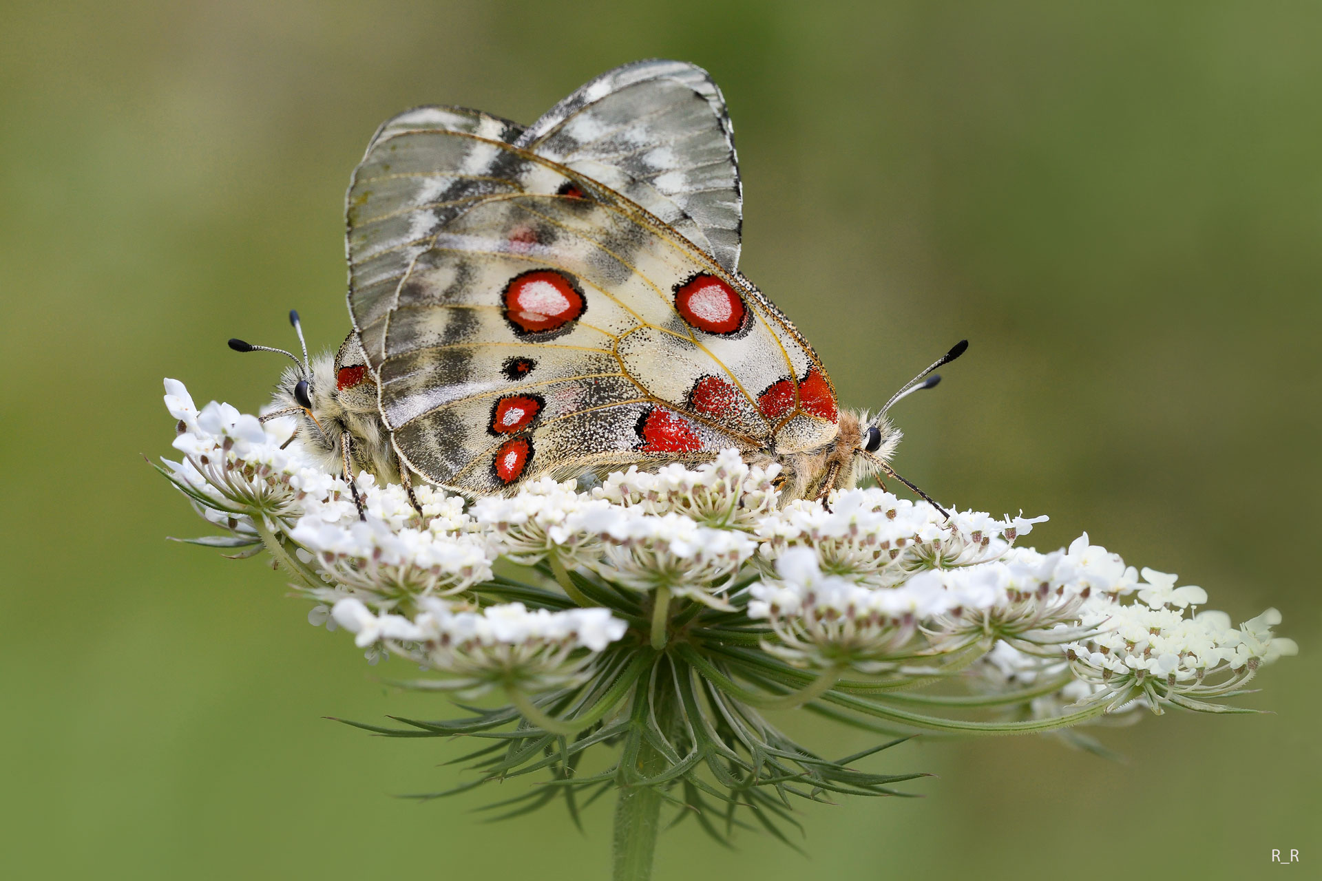 Parnassius apollo