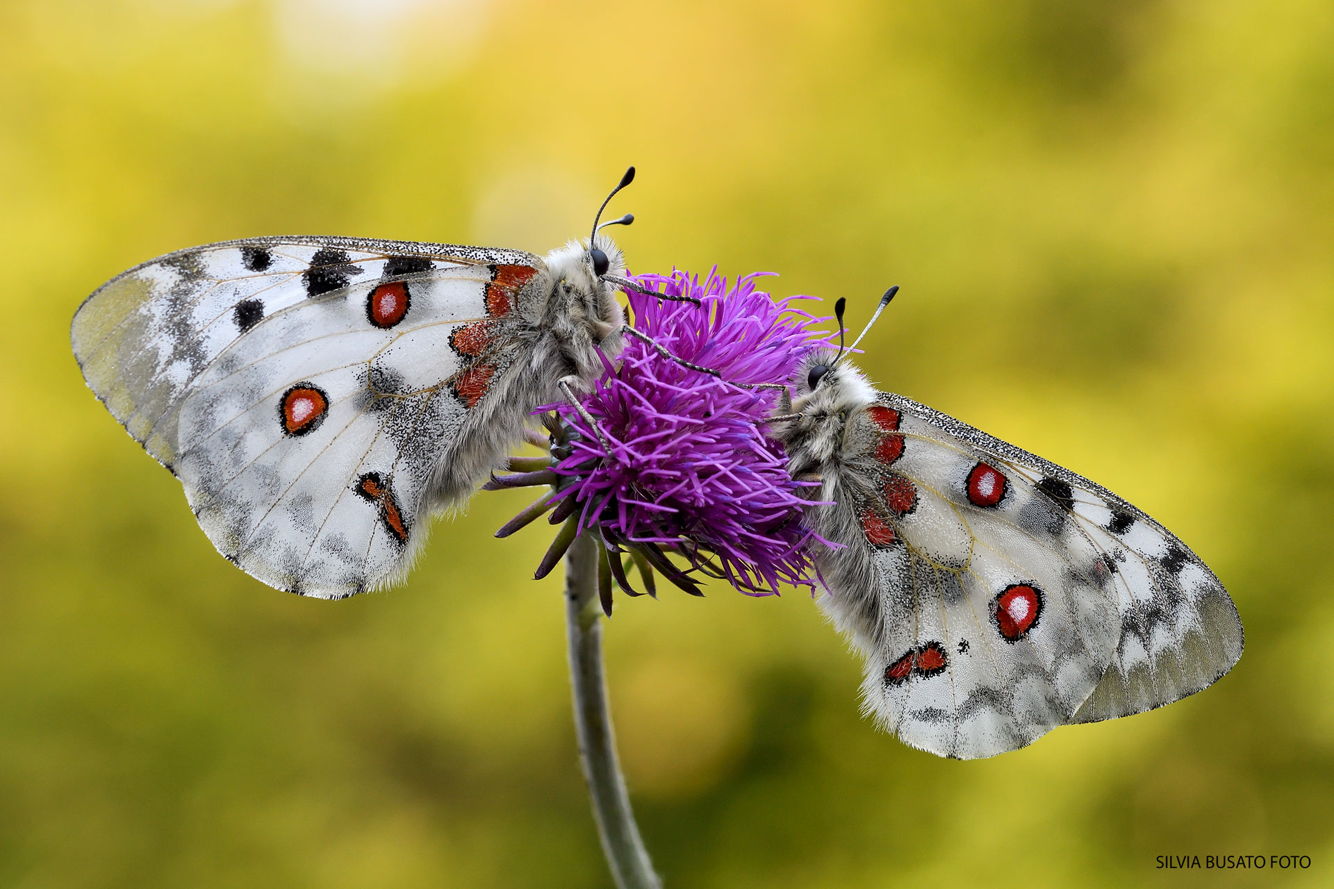 Parnassius apollo - The couple