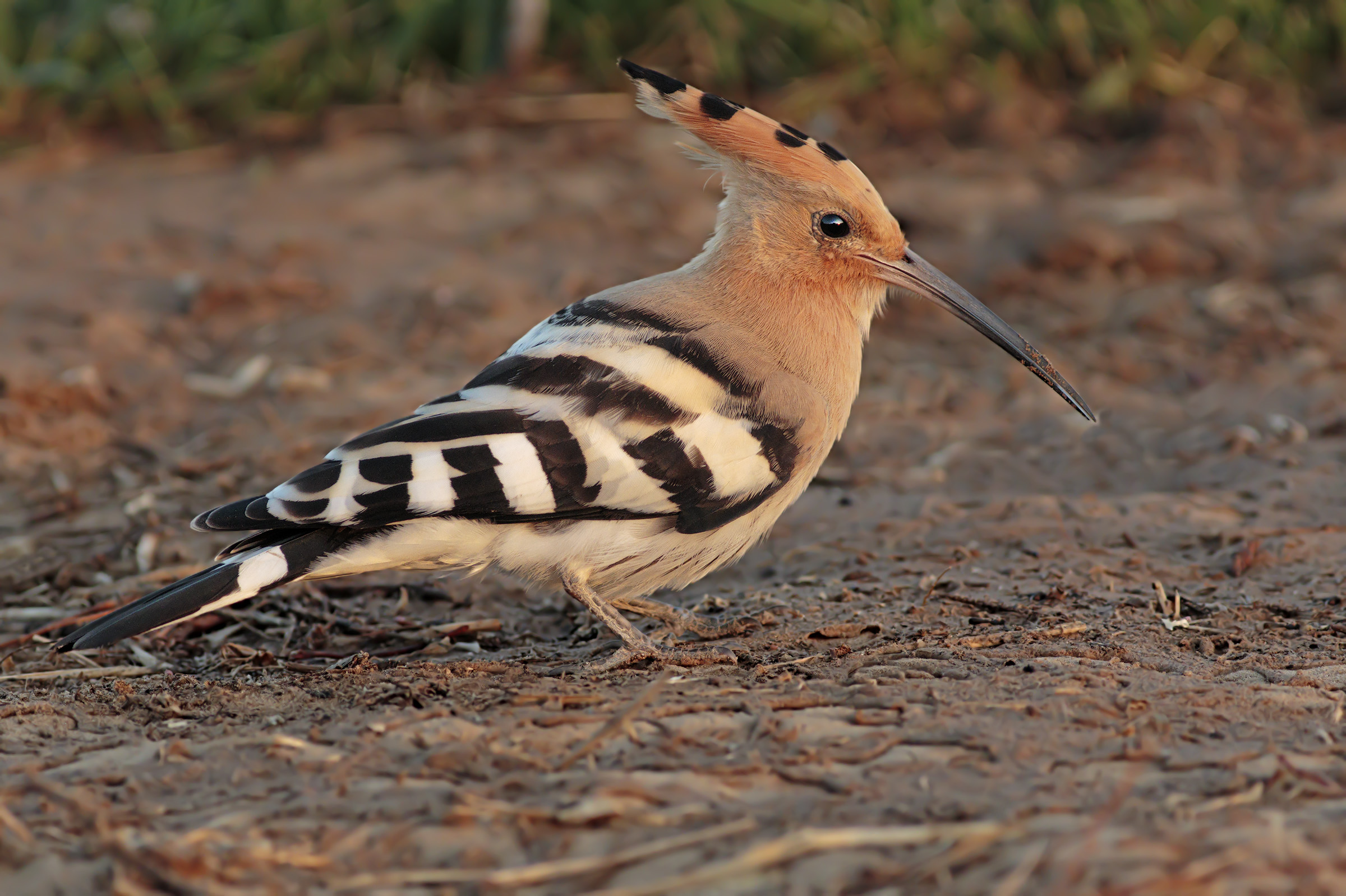 Hoopoe