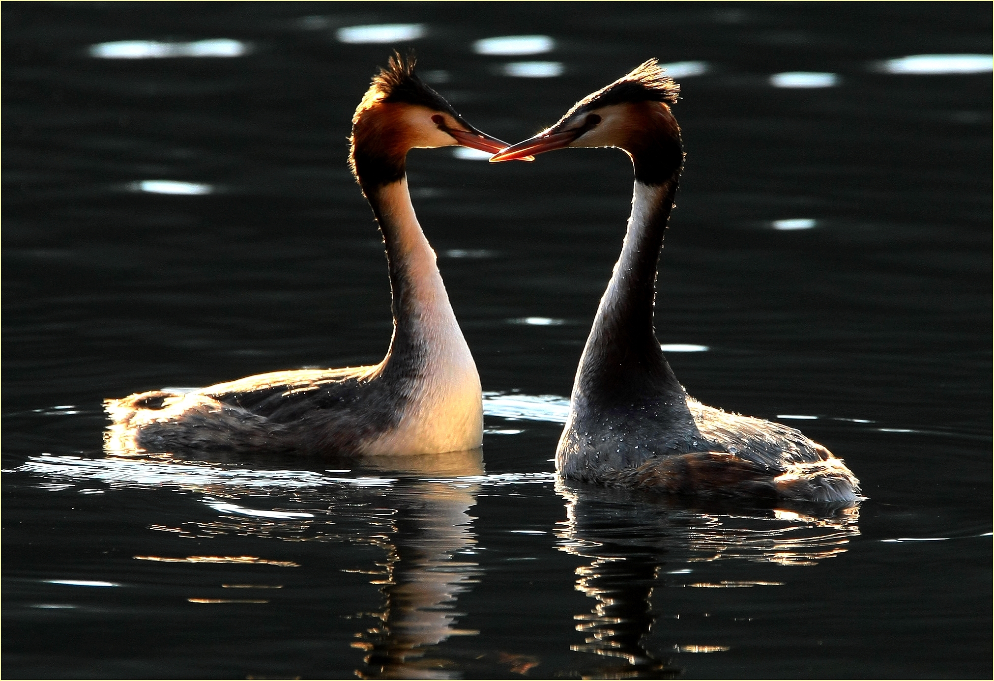 , Swing back in Porto Torre,