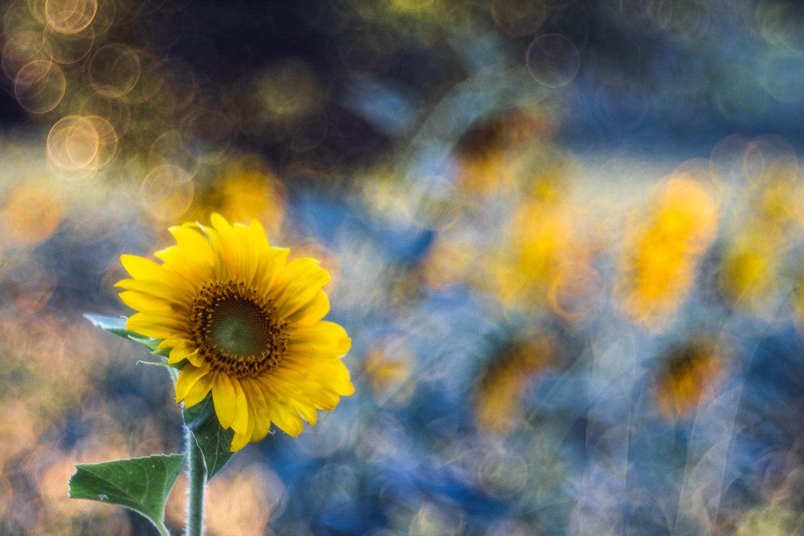 Pennellate di girasoli