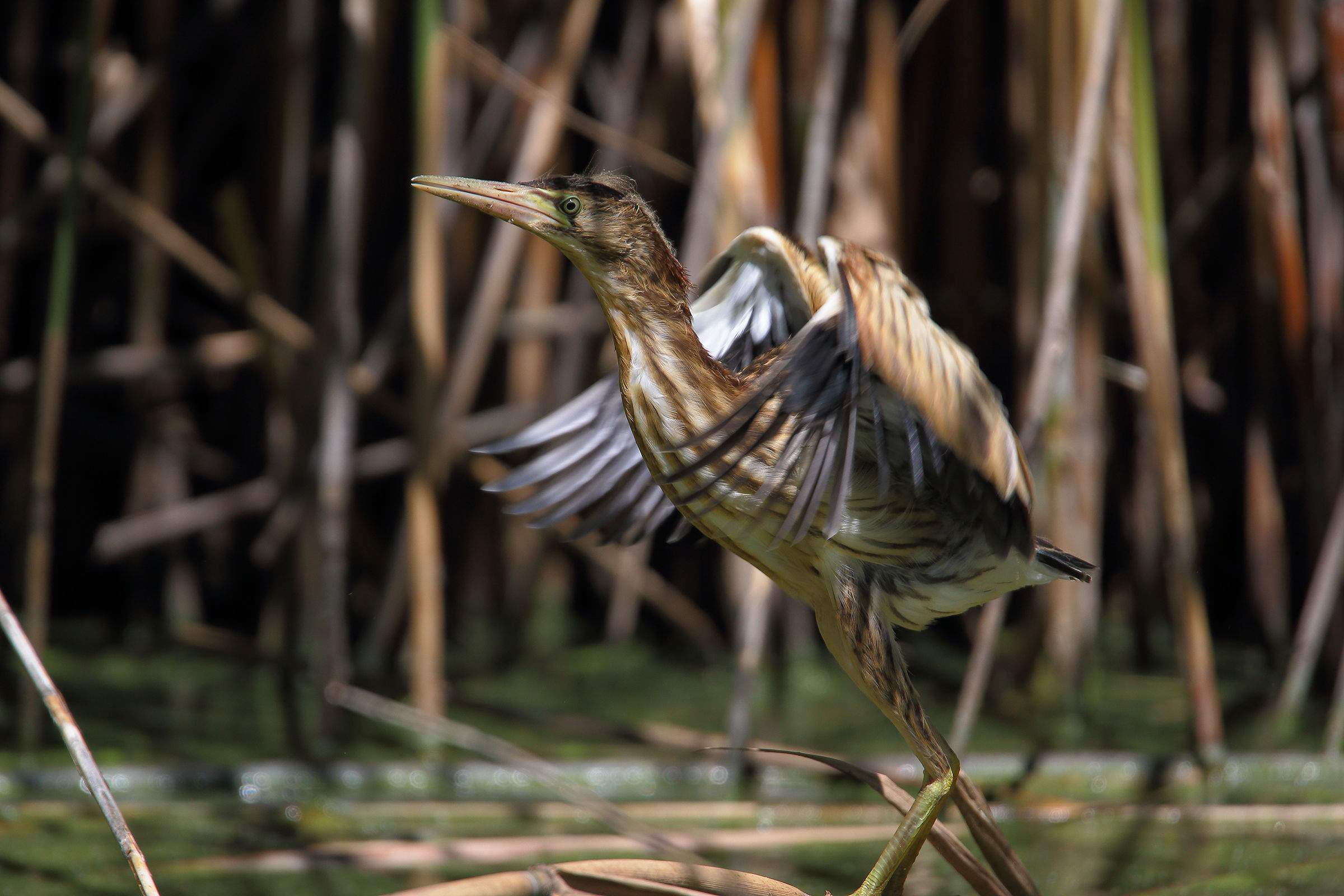 Tarabusino in detachment