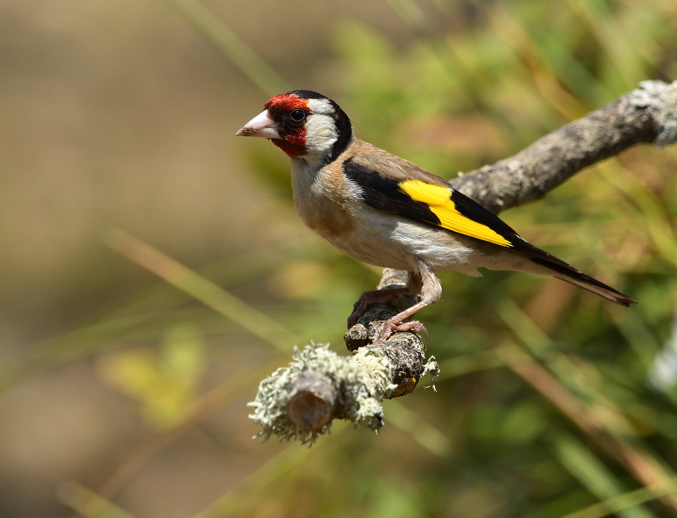 goldfinch