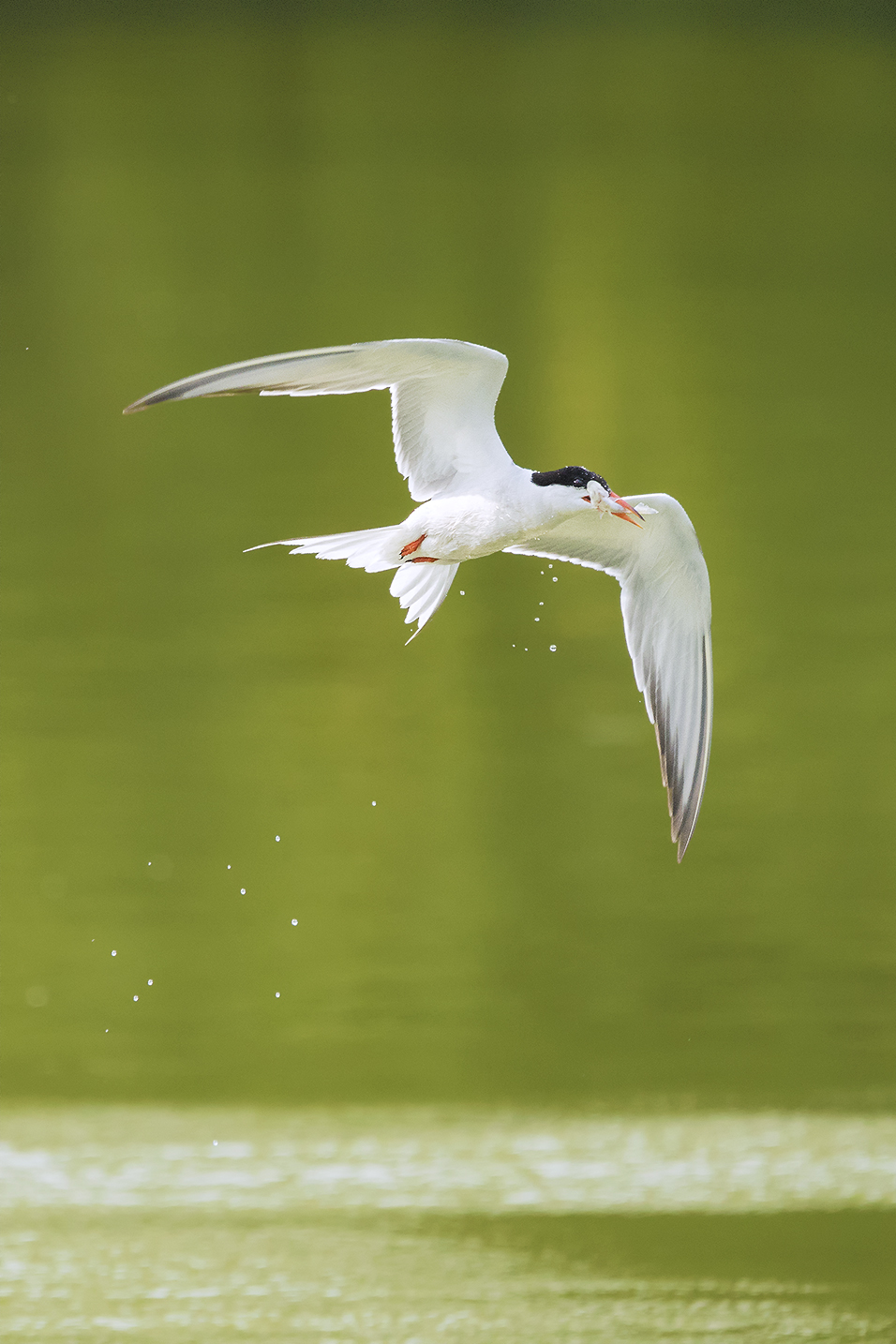 Sterna con preda all'oasi di Gaggio