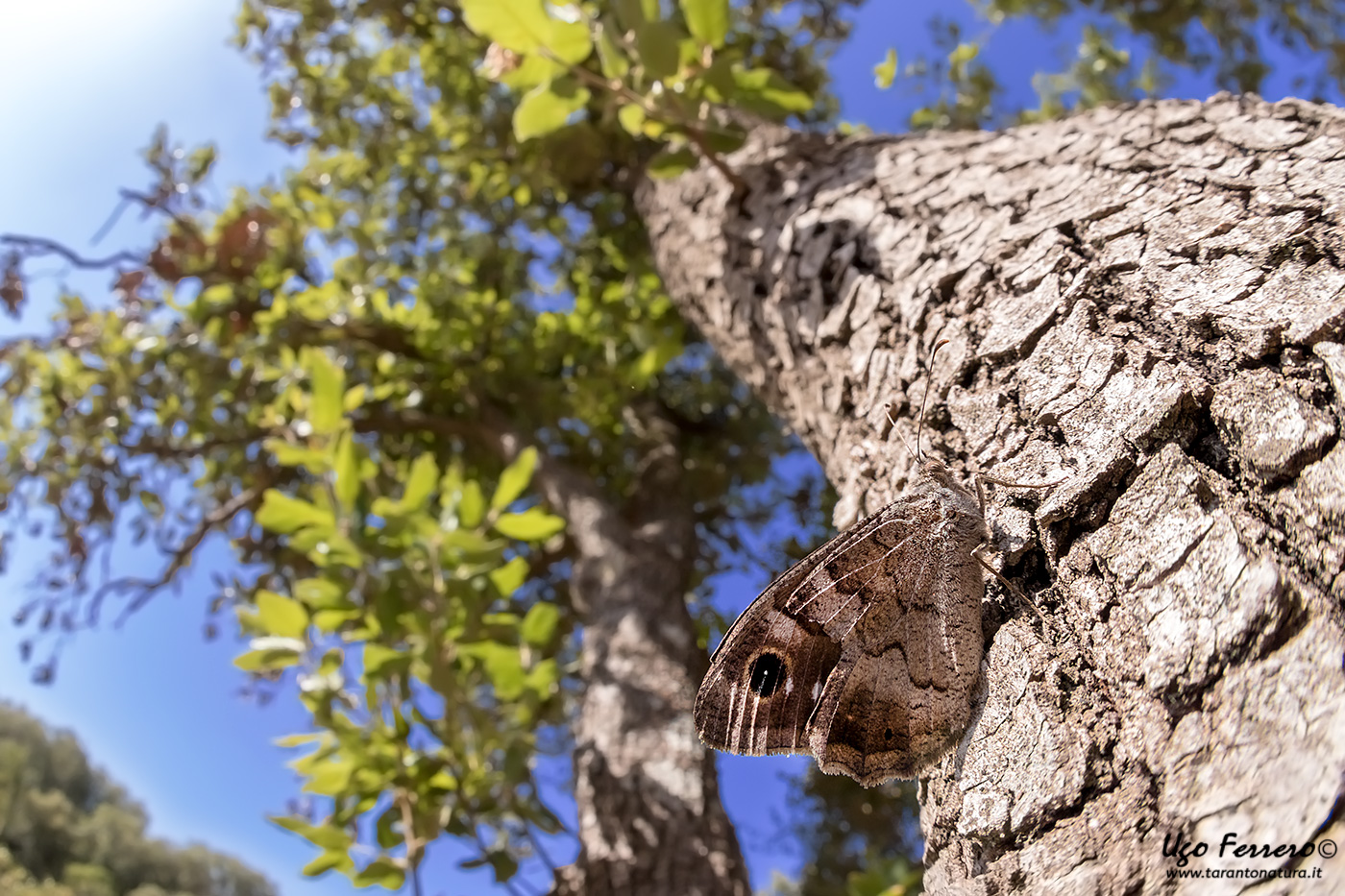 Hipparchia statilinus