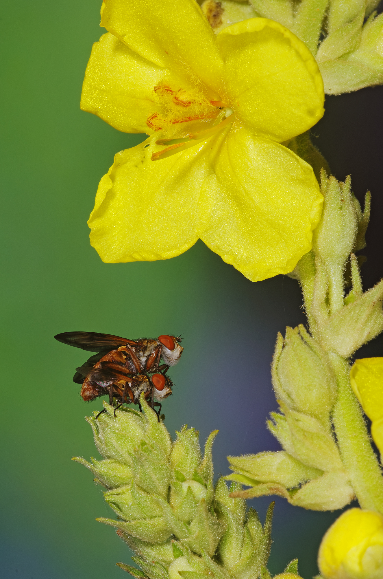 Il gigante e la bambina