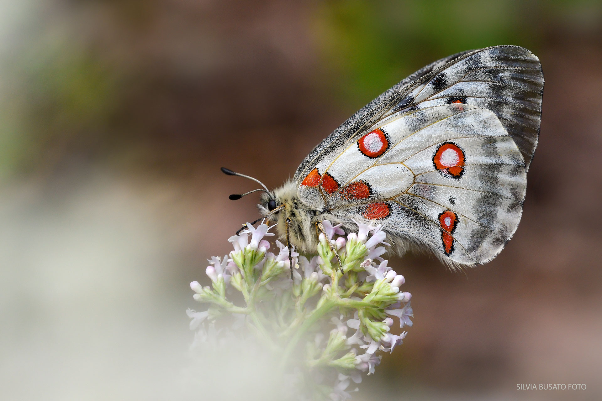 Parnassius Apollo