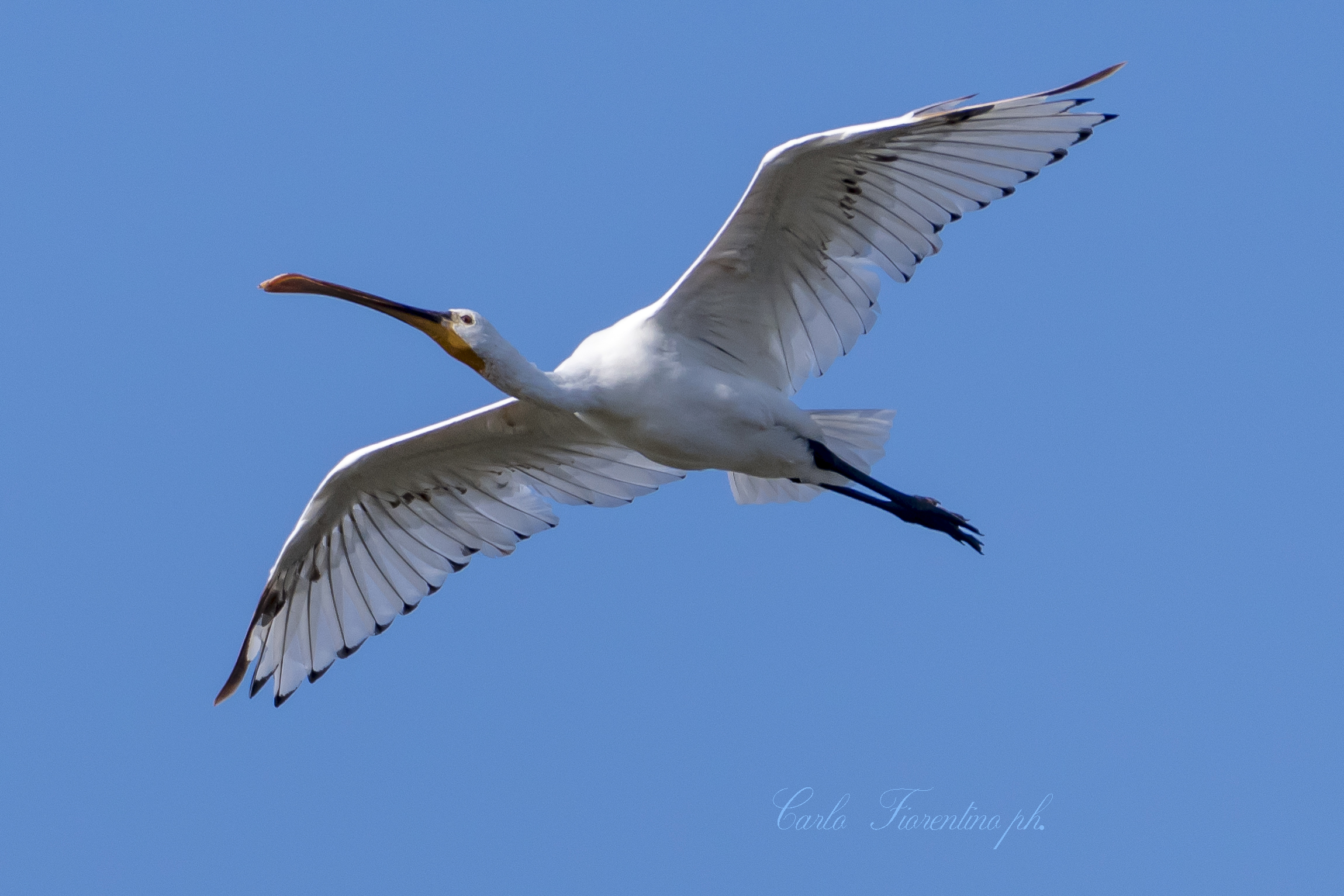 La regina delle paludi, Spatola (Platalea leucorodia)